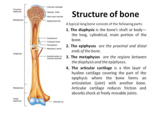 osseous system
