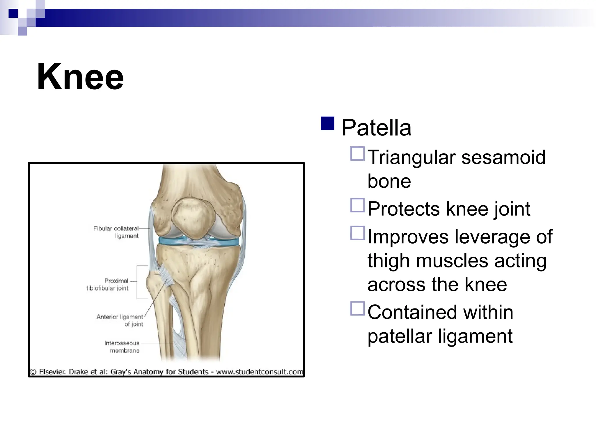 Knee
 Patella
Triangular sesamoid
bone
Protects knee joint
Improves leverage of
thigh muscles acting
across the knee
Contained within
patellar ligament
 