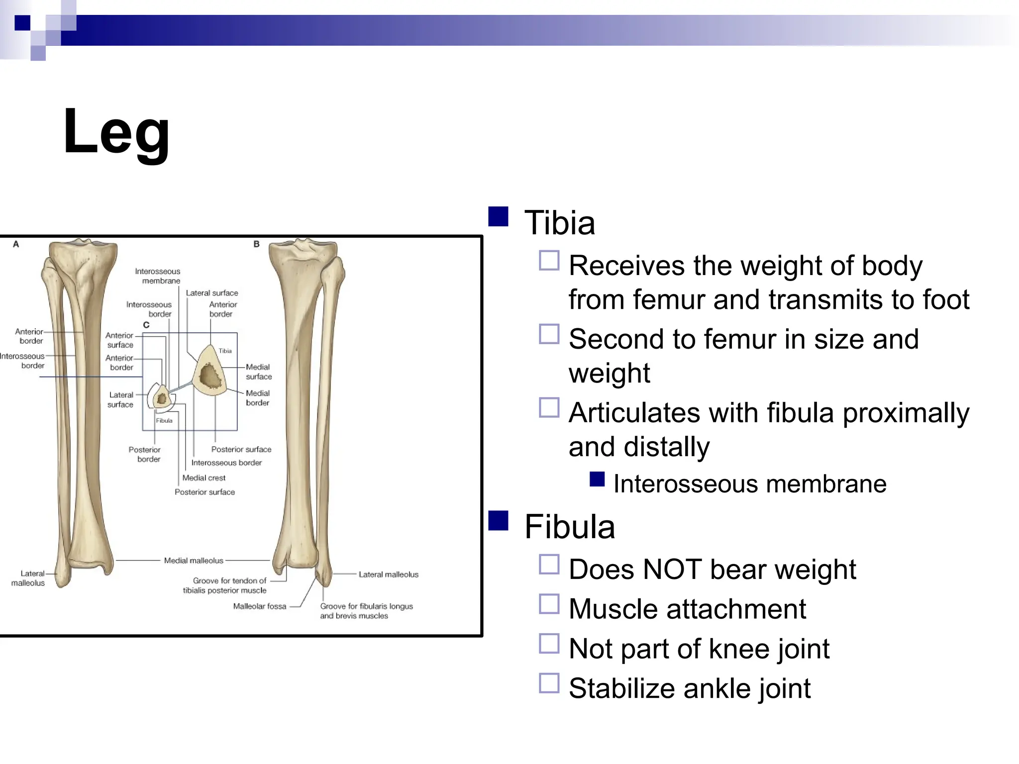 Leg
 Tibia
 Receives the weight of body
from femur and transmits to foot
 Second to femur in size and
weight
 Articulates with fibula proximally
and distally
 Interosseous membrane
 Fibula
 Does NOT bear weight
 Muscle attachment
 Not part of knee joint
 Stabilize ankle joint
 