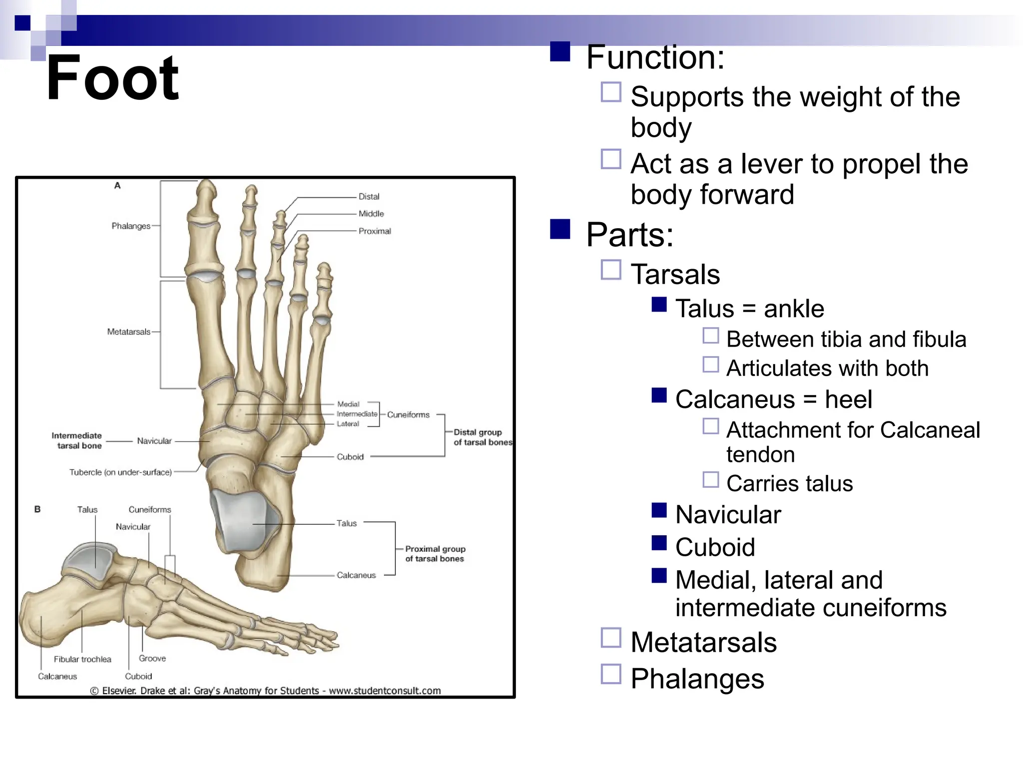 Foot
 Function:
 Supports the weight of the
body
 Act as a lever to propel the
body forward
 Parts:
 Tarsals
 Talus = ankle
 Between tibia and fibula
 Articulates with both
 Calcaneus = heel
 Attachment for Calcaneal
tendon
 Carries talus
 Navicular
 Cuboid
 Medial, lateral and
intermediate cuneiforms
 Metatarsals
 Phalanges
 