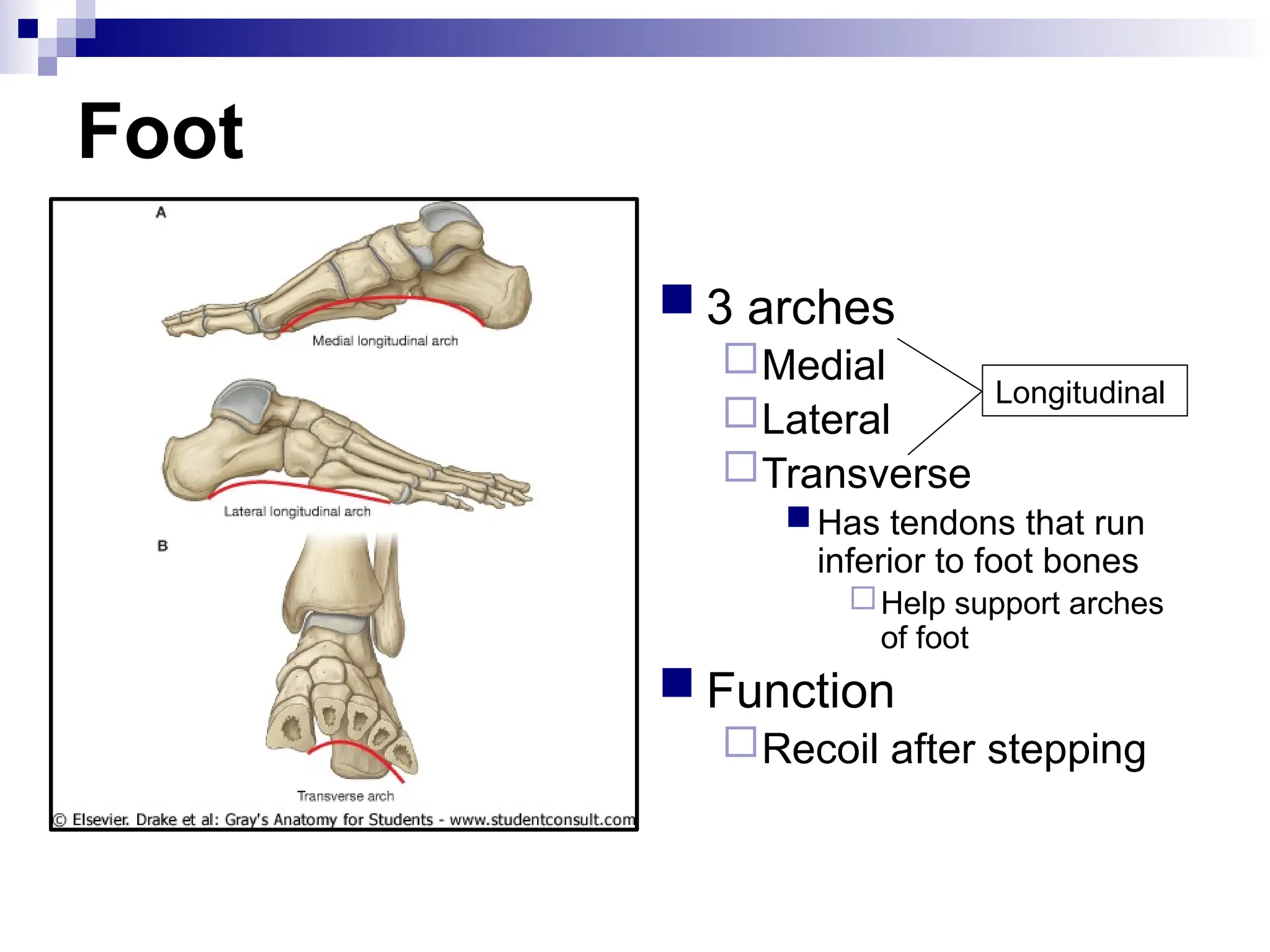 Foot
 3 arches
Medial
Lateral
Transverse
Has tendons that run
inferior to foot bones
Help support arches
of foot
 Function
Recoil after stepping
Longitudinal
 
