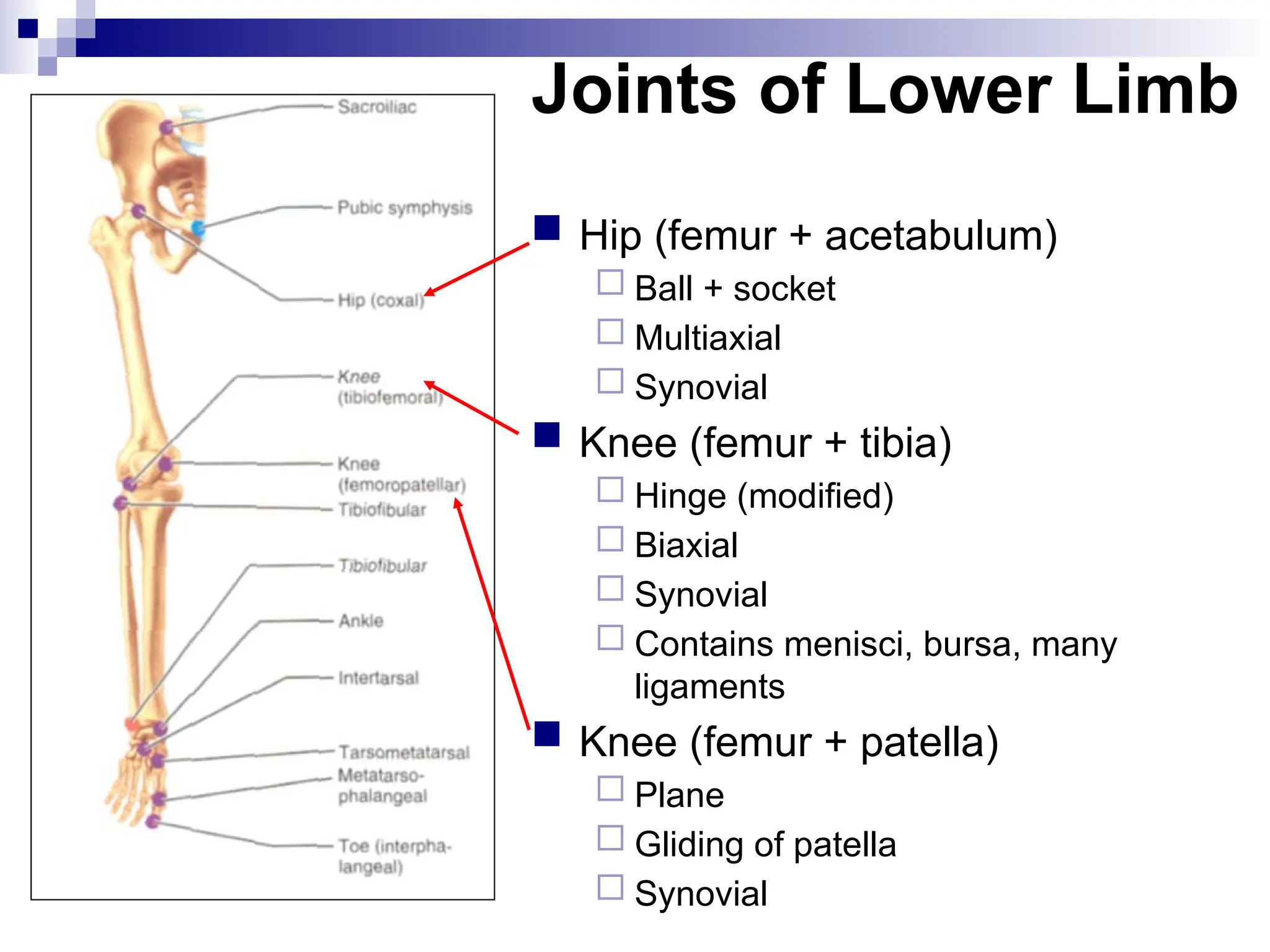 Joints of Lower Limb
 Hip (femur + acetabulum)
 Ball + socket
 Multiaxial
 Synovial
 Knee (femur + tibia)
 Hinge (modified)
 Biaxial
 Synovial
 Contains menisci, bursa, many
ligaments
 Knee (femur + patella)
 Plane
 Gliding of patella
 Synovial
 