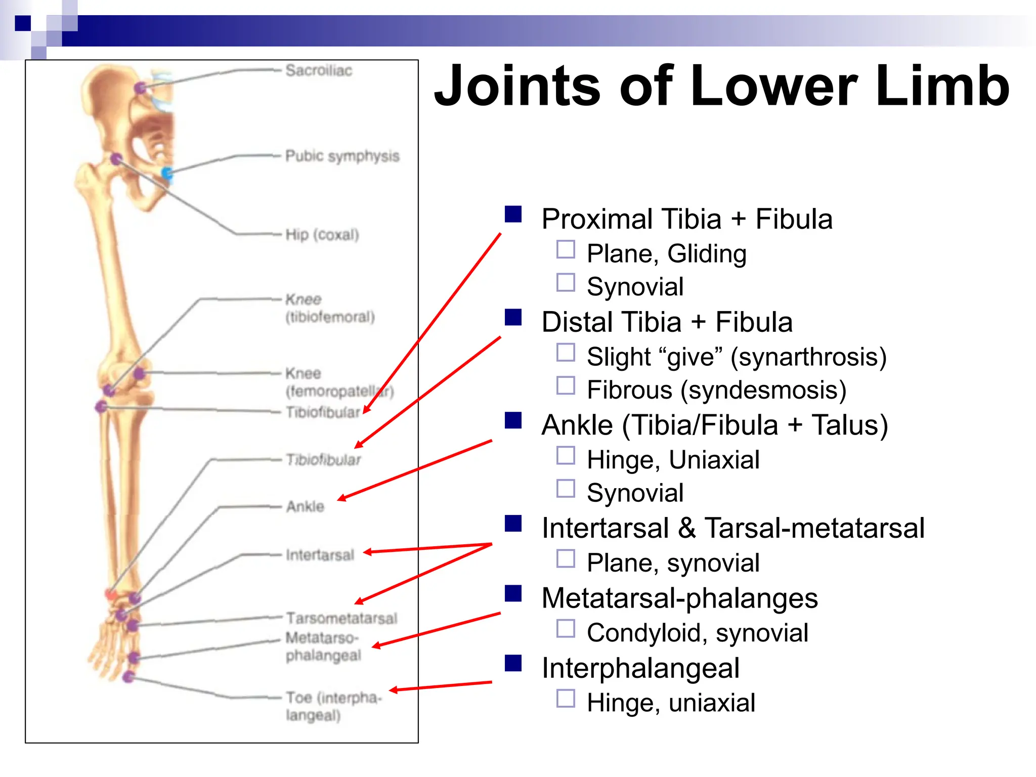 Joints of Lower Limb
 Proximal Tibia + Fibula
 Plane, Gliding
 Synovial
 Distal Tibia + Fibula
 Slight “give” (synarthrosis)
 Fibrous (syndesmosis)
 Ankle (Tibia/Fibula + Talus)
 Hinge, Uniaxial
 Synovial
 Intertarsal & Tarsal-metatarsal
 Plane, synovial
 Metatarsal-phalanges
 Condyloid, synovial
 Interphalangeal
 Hinge, uniaxial
 