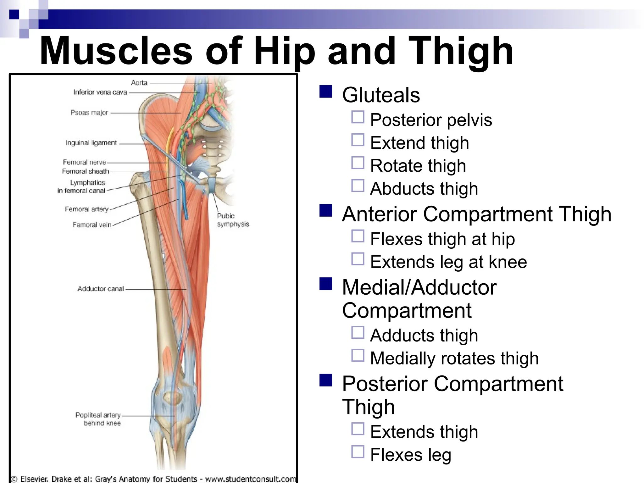 Muscles of Hip and Thigh
 Gluteals
 Posterior pelvis
 Extend thigh
 Rotate thigh
 Abducts thigh
 Anterior Compartment Thigh
 Flexes thigh at hip
 Extends leg at knee
 Medial/Adductor
Compartment
 Adducts thigh
 Medially rotates thigh
 Posterior Compartment
Thigh
 Extends thigh
 Flexes leg
 
