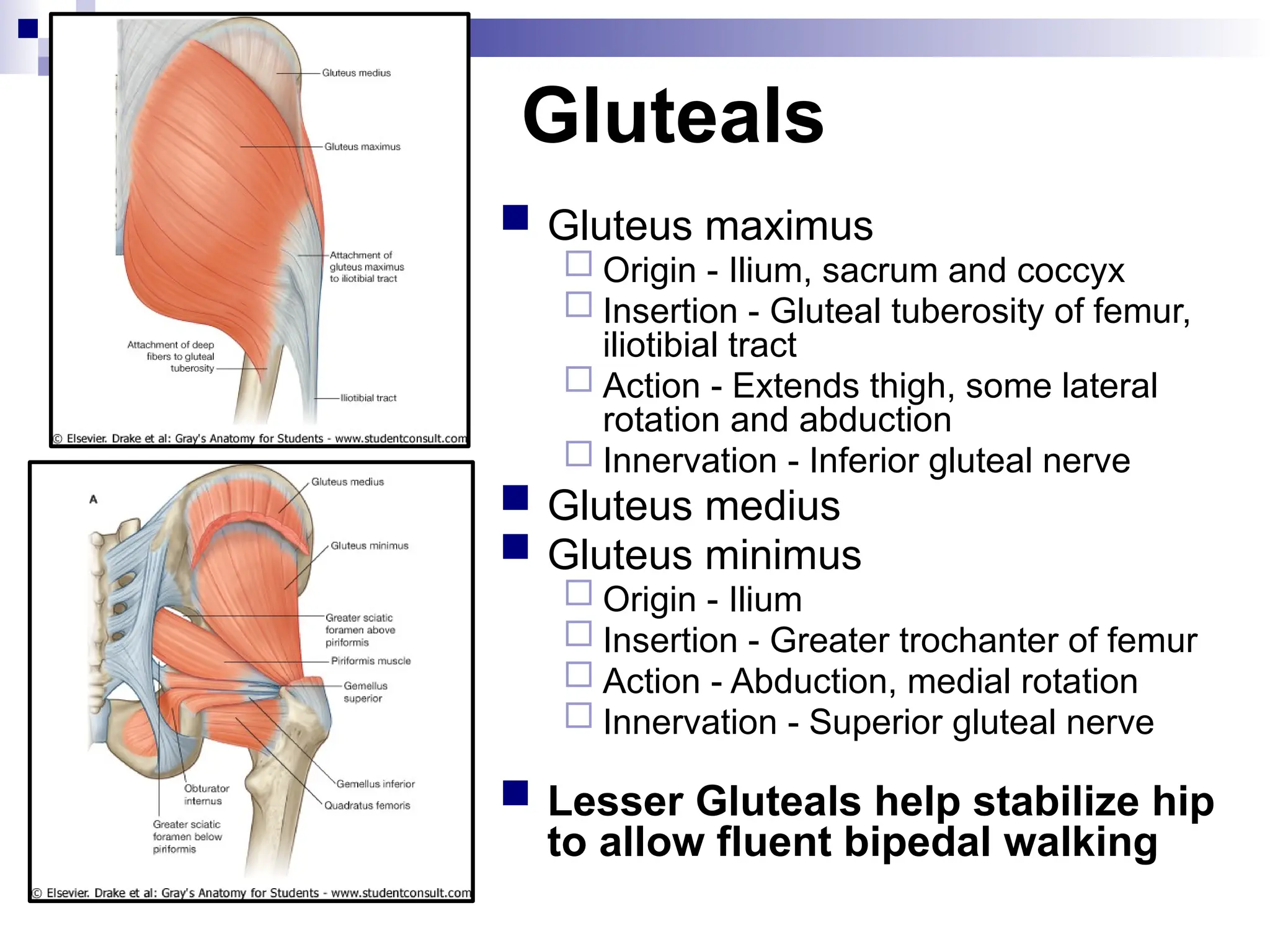 Gluteals
 Gluteus maximus
 Origin - Ilium, sacrum and coccyx
 Insertion - Gluteal tuberosity of femur,
iliotibial tract
 Action - Extends thigh, some lateral
rotation and abduction
 Innervation - Inferior gluteal nerve
 Gluteus medius
 Gluteus minimus
 Origin - Ilium
 Insertion - Greater trochanter of femur
 Action - Abduction, medial rotation
 Innervation - Superior gluteal nerve
 Lesser Gluteals help stabilize hip
to allow fluent bipedal walking
 