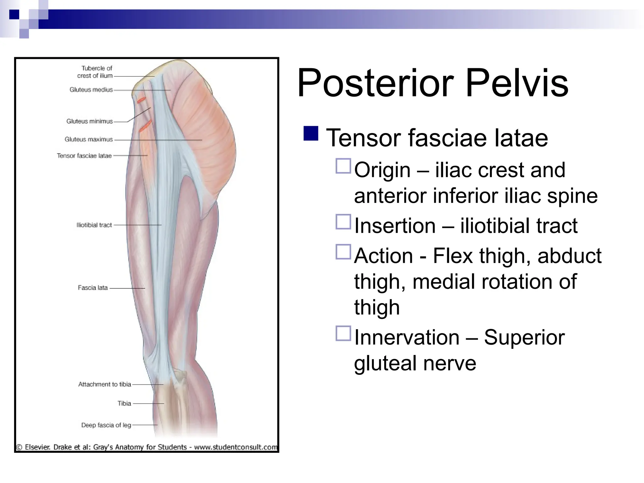 Posterior Pelvis
 Tensor fasciae latae
Origin – iliac crest and
anterior inferior iliac spine
Insertion – iliotibial tract
Action - Flex thigh, abduct
thigh, medial rotation of
thigh
Innervation – Superior
gluteal nerve
 