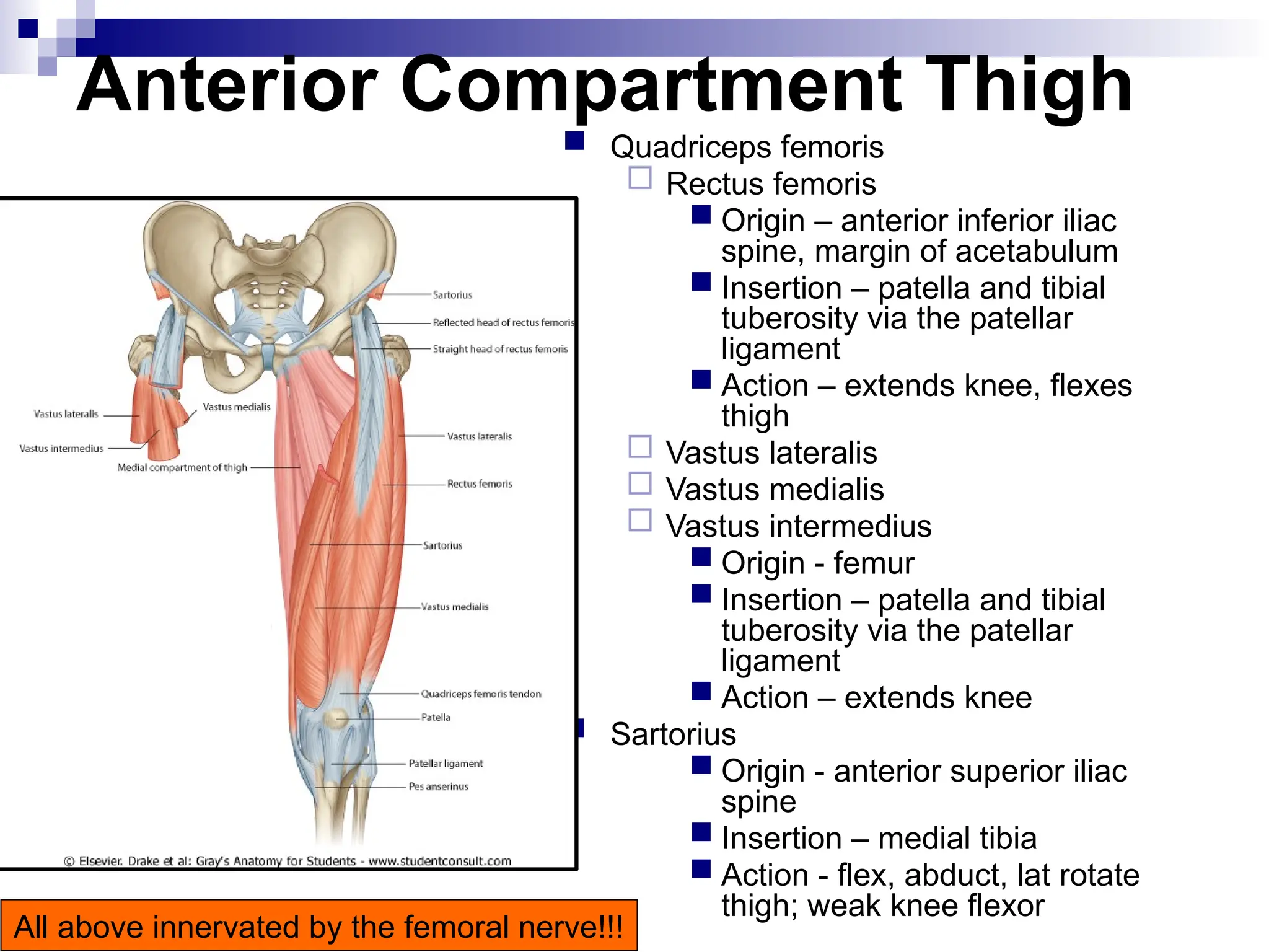Anterior Compartment Thigh
 Quadriceps femoris
 Rectus femoris
 Origin – anterior inferior iliac
spine, margin of acetabulum
 Insertion – patella and tibial
tuberosity via the patellar
ligament
 Action – extends knee, flexes
thigh
 Vastus lateralis
 Vastus medialis
 Vastus intermedius
 Origin - femur
 Insertion – patella and tibial
tuberosity via the patellar
ligament
 Action – extends knee
 Sartorius
 Origin - anterior superior iliac
spine
 Insertion – medial tibia
 Action - flex, abduct, lat rotate
thigh; weak knee flexor
All above innervated by the femoral nerve!!!
 