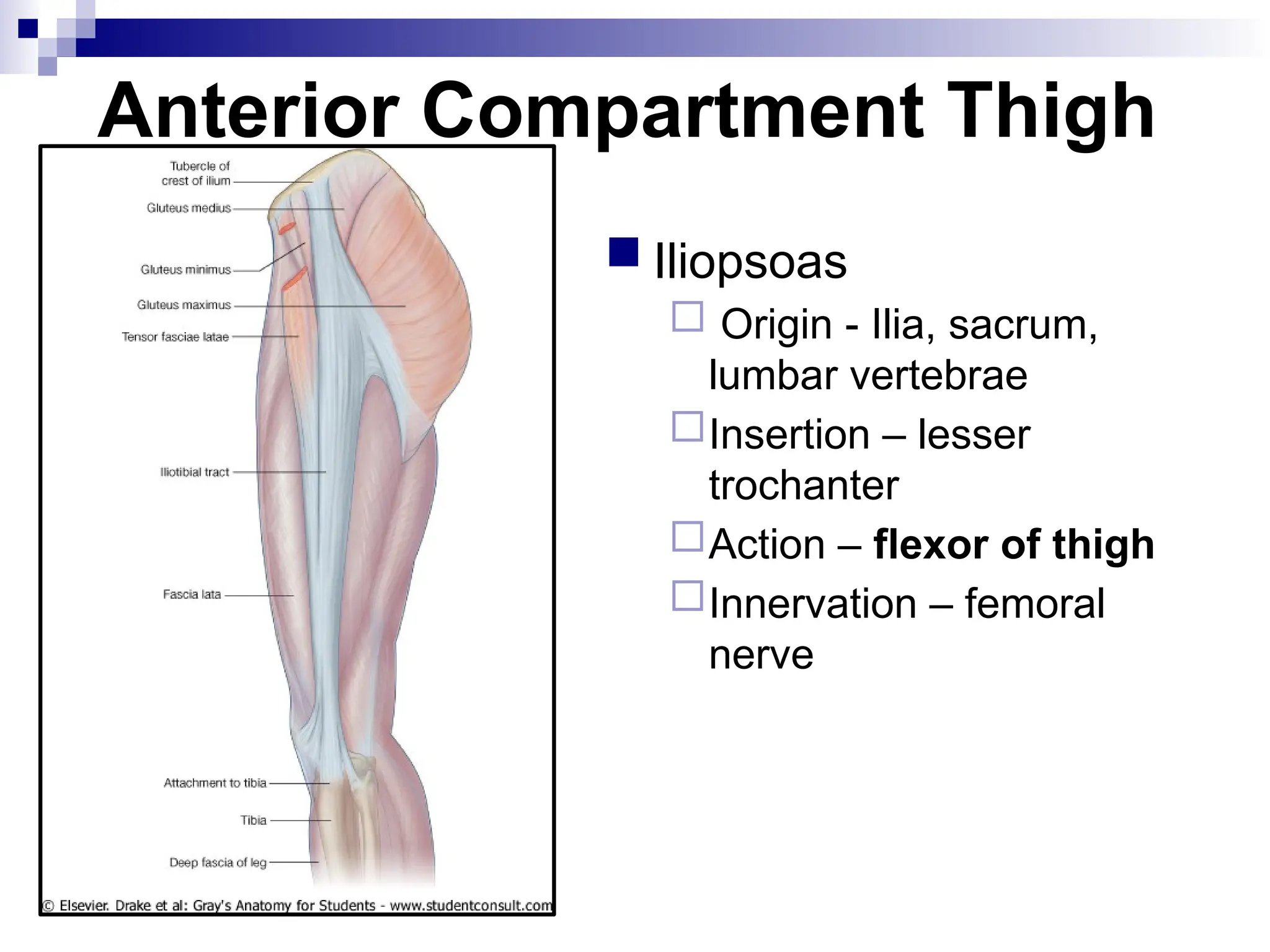 Anterior Compartment Thigh
 Iliopsoas
 Origin - Ilia, sacrum,
lumbar vertebrae
Insertion – lesser
trochanter
Action – flexor of thigh
Innervation – femoral
nerve
 