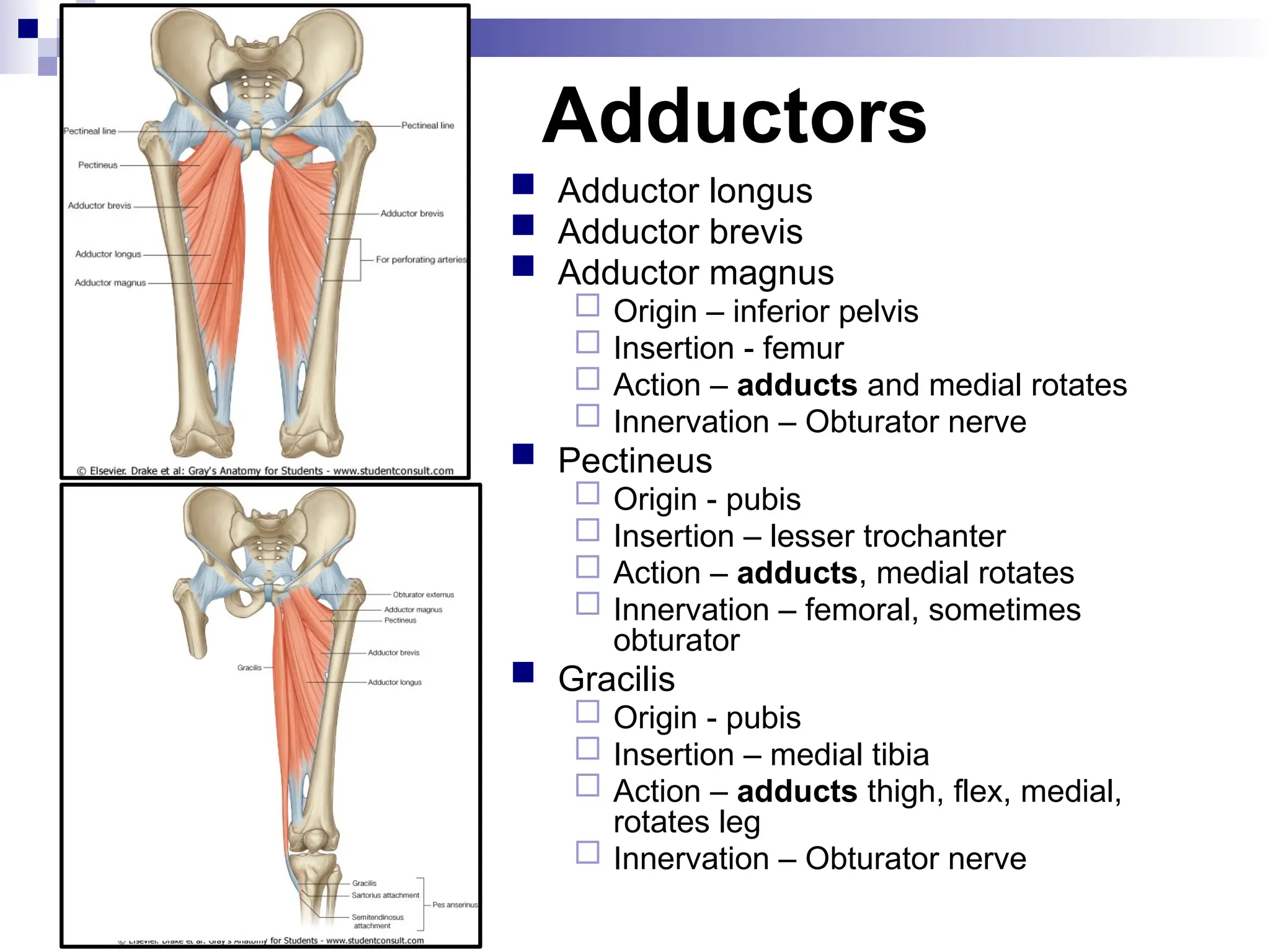 Adductors
 Adductor longus
 Adductor brevis
 Adductor magnus
 Origin – inferior pelvis
 Insertion - femur
 Action – adducts and medial rotates
 Innervation – Obturator nerve
 Pectineus
 Origin - pubis
 Insertion – lesser trochanter
 Action – adducts, medial rotates
 Innervation – femoral, sometimes
obturator
 Gracilis
 Origin - pubis
 Insertion – medial tibia
 Action – adducts thigh, flex, medial,
rotates leg
 Innervation – Obturator nerve
 