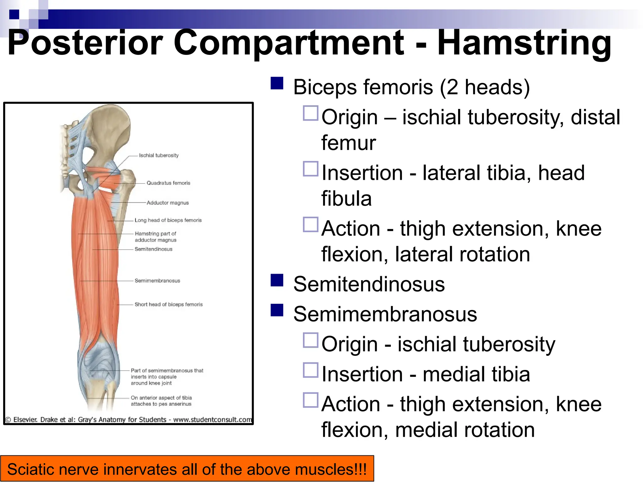Posterior Compartment - Hamstring
 Biceps femoris (2 heads)
Origin – ischial tuberosity, distal
femur
Insertion - lateral tibia, head
fibula
Action - thigh extension, knee
flexion, lateral rotation
 Semitendinosus
 Semimembranosus
Origin - ischial tuberosity
Insertion - medial tibia
Action - thigh extension, knee
flexion, medial rotation
Sciatic nerve innervates all of the above muscles!!!
 