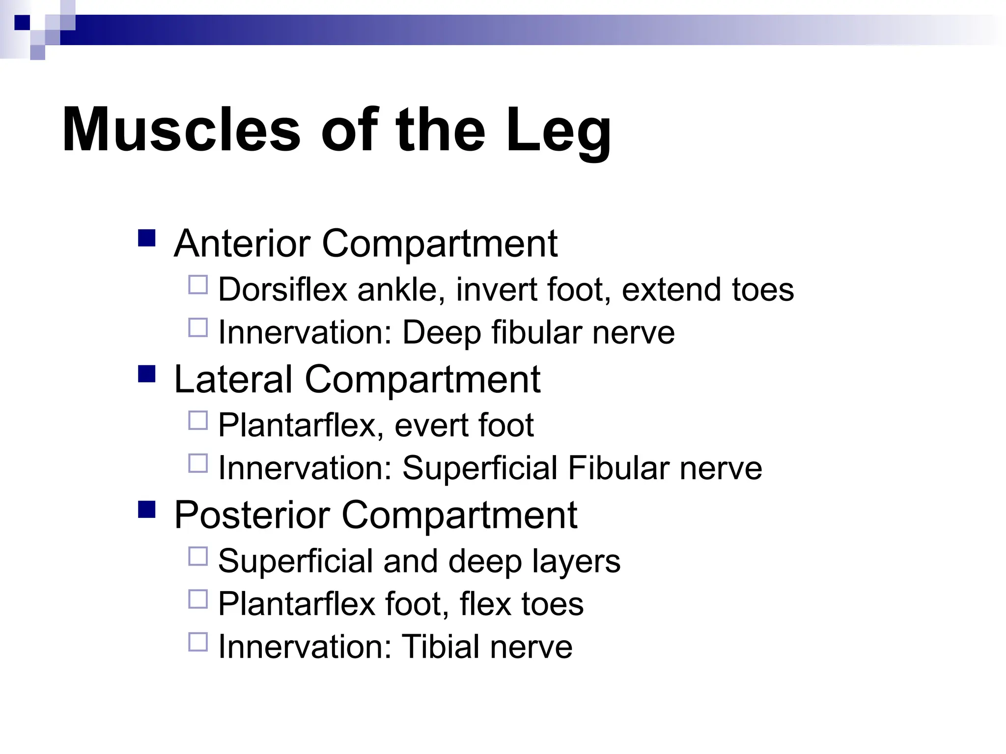 Muscles of the Leg
 Anterior Compartment
 Dorsiflex ankle, invert foot, extend toes
 Innervation: Deep fibular nerve
 Lateral Compartment
 Plantarflex, evert foot
 Innervation: Superficial Fibular nerve
 Posterior Compartment
 Superficial and deep layers
 Plantarflex foot, flex toes
 Innervation: Tibial nerve
 