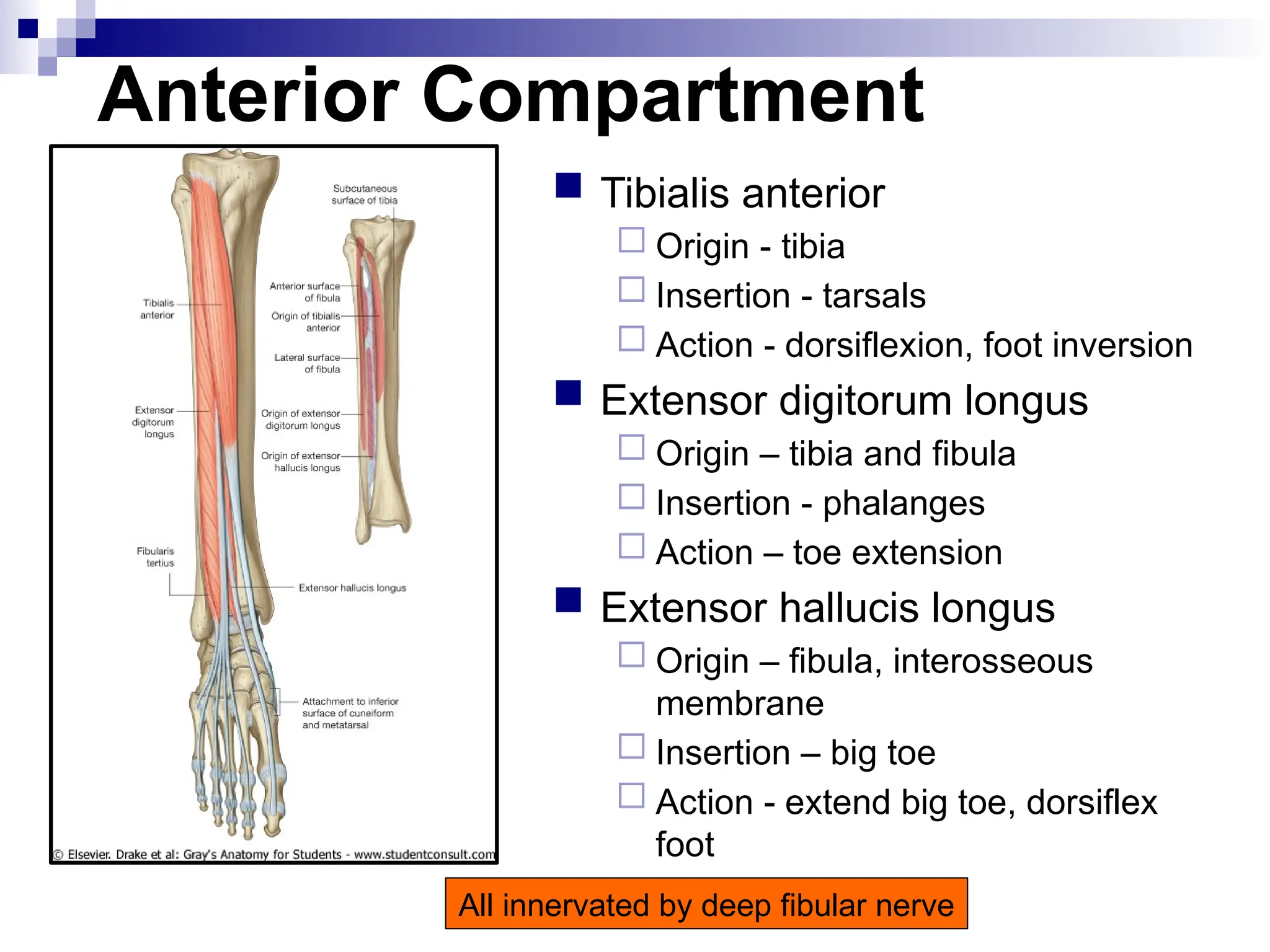 Anterior Compartment
 Tibialis anterior
 Origin - tibia
 Insertion - tarsals
 Action - dorsiflexion, foot inversion
 Extensor digitorum longus
 Origin – tibia and fibula
 Insertion - phalanges
 Action – toe extension
 Extensor hallucis longus
 Origin – fibula, interosseous
membrane
 Insertion – big toe
 Action - extend big toe, dorsiflex
foot
All innervated by deep fibular nerve
 