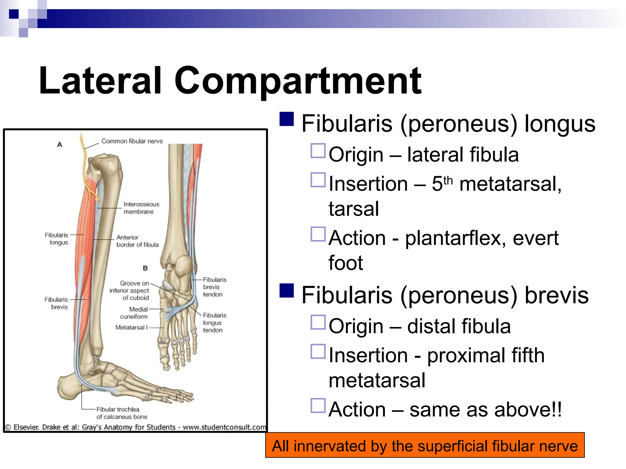 Lateral Compartment
 Fibularis (peroneus) longus
Origin – lateral fibula
Insertion – 5th
metatarsal,
tarsal
Action - plantarflex, evert
foot
 Fibularis (peroneus) brevis
Origin – distal fibula
Insertion - proximal fifth
metatarsal
Action – same as above!!
All innervated by the superficial fibular nerve
 