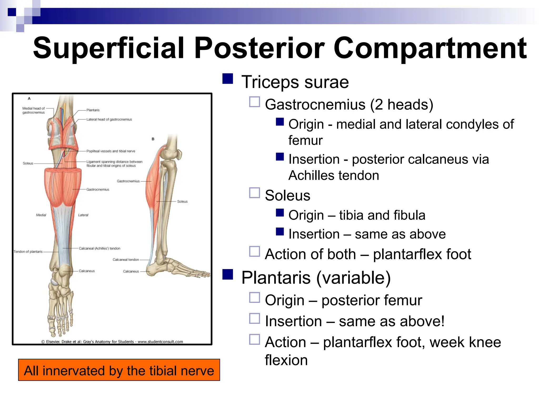 Superficial Posterior Compartment
 Triceps surae
 Gastrocnemius (2 heads)
 Origin - medial and lateral condyles of
femur
 Insertion - posterior calcaneus via
Achilles tendon
 Soleus
 Origin – tibia and fibula
 Insertion – same as above
 Action of both – plantarflex foot
 Plantaris (variable)
 Origin – posterior femur
 Insertion – same as above!
 Action – plantarflex foot, week knee
flexion
All innervated by the tibial nerve
 