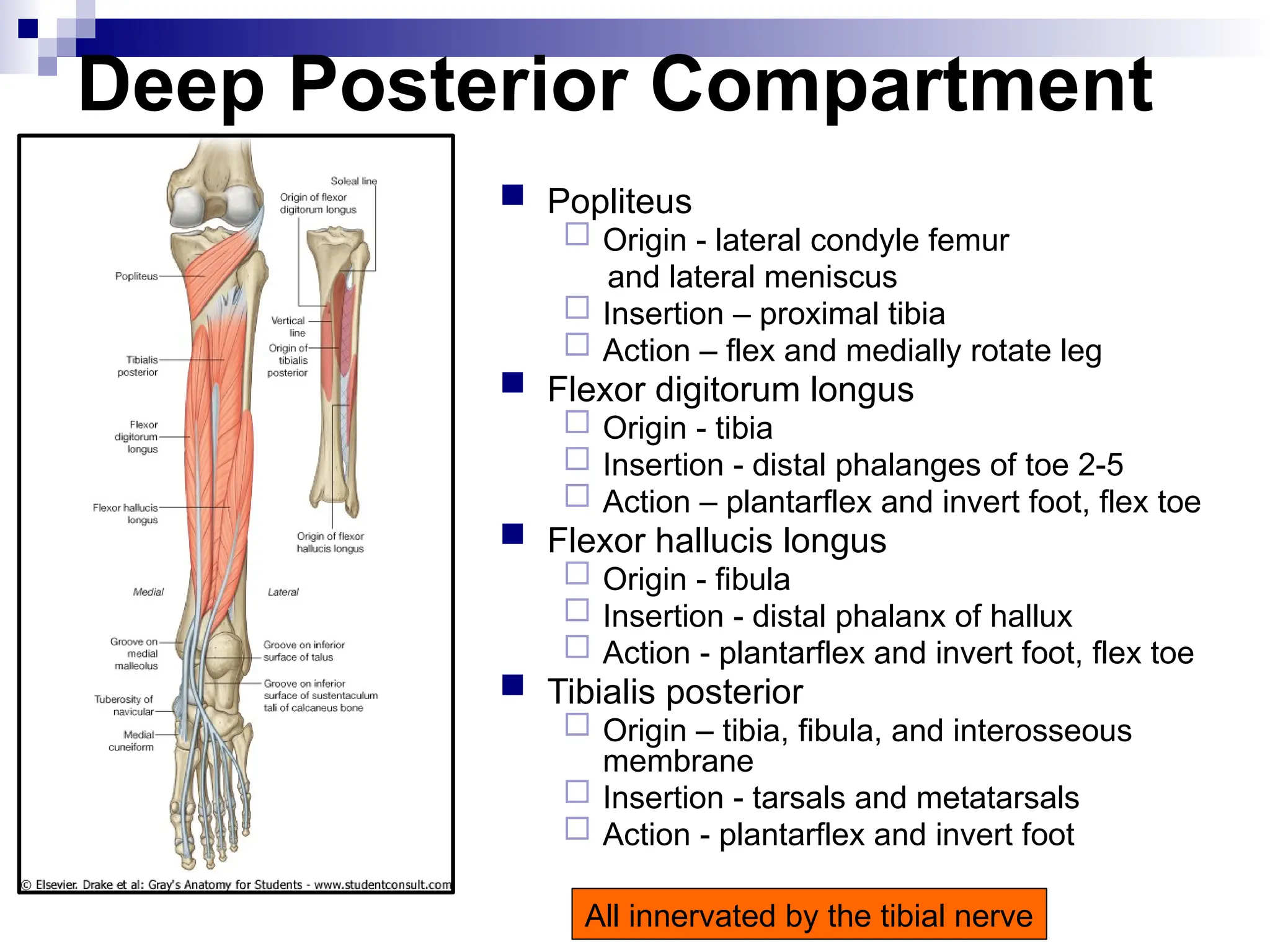 Deep Posterior Compartment
 Popliteus
 Origin - lateral condyle femur
and lateral meniscus
 Insertion – proximal tibia
 Action – flex and medially rotate leg
 Flexor digitorum longus
 Origin - tibia
 Insertion - distal phalanges of toe 2-5
 Action – plantarflex and invert foot, flex toe
 Flexor hallucis longus
 Origin - fibula
 Insertion - distal phalanx of hallux
 Action - plantarflex and invert foot, flex toe
 Tibialis posterior
 Origin – tibia, fibula, and interosseous
membrane
 Insertion - tarsals and metatarsals
 Action - plantarflex and invert foot
All innervated by the tibial nerve
 