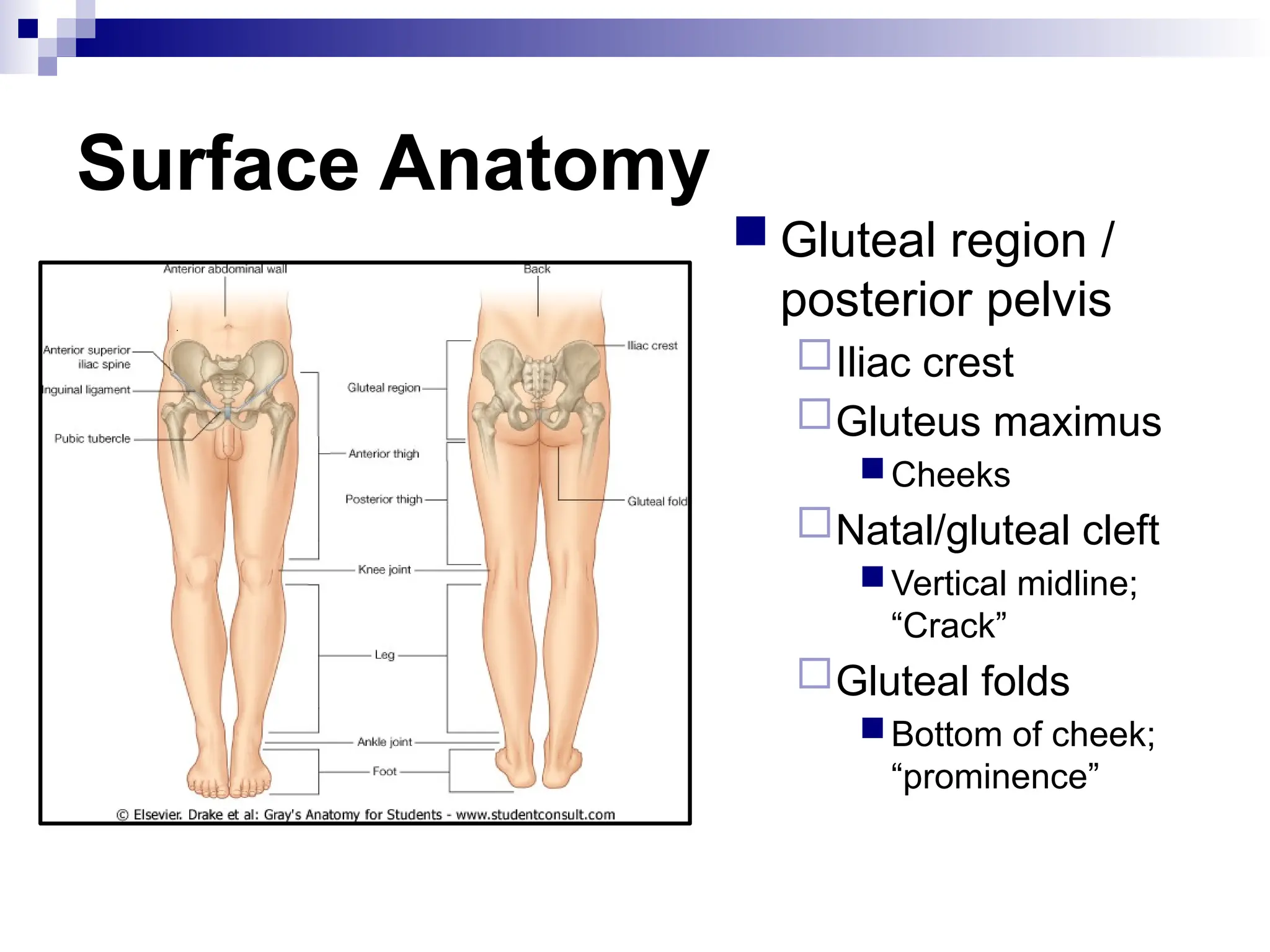 Surface Anatomy
 Gluteal region /
posterior pelvis
Iliac crest
Gluteus maximus
Cheeks
Natal/gluteal cleft
Vertical midline;
“Crack”
Gluteal folds
Bottom of cheek;
“prominence”
 
