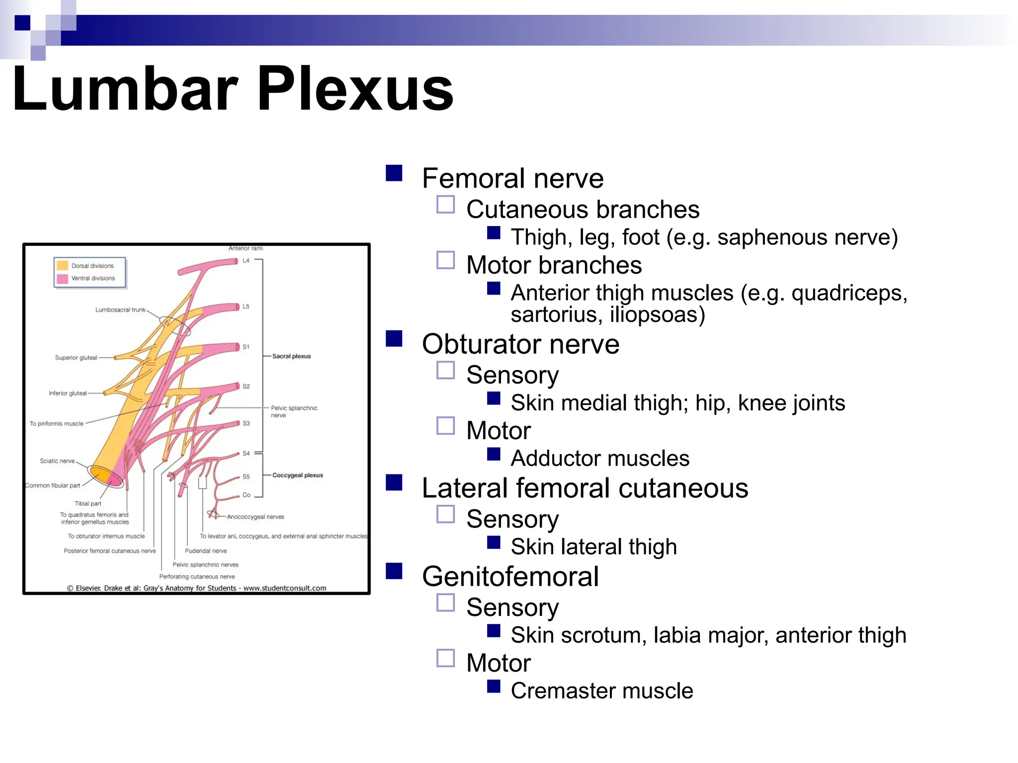 Lumbar Plexus
 Femoral nerve
 Cutaneous branches
 Thigh, leg, foot (e.g. saphenous nerve)
 Motor branches
 Anterior thigh muscles (e.g. quadriceps,
sartorius, iliopsoas)
 Obturator nerve
 Sensory
 Skin medial thigh; hip, knee joints
 Motor
 Adductor muscles
 Lateral femoral cutaneous
 Sensory
 Skin lateral thigh
 Genitofemoral
 Sensory
 Skin scrotum, labia major, anterior thigh
 Motor
 Cremaster muscle
 