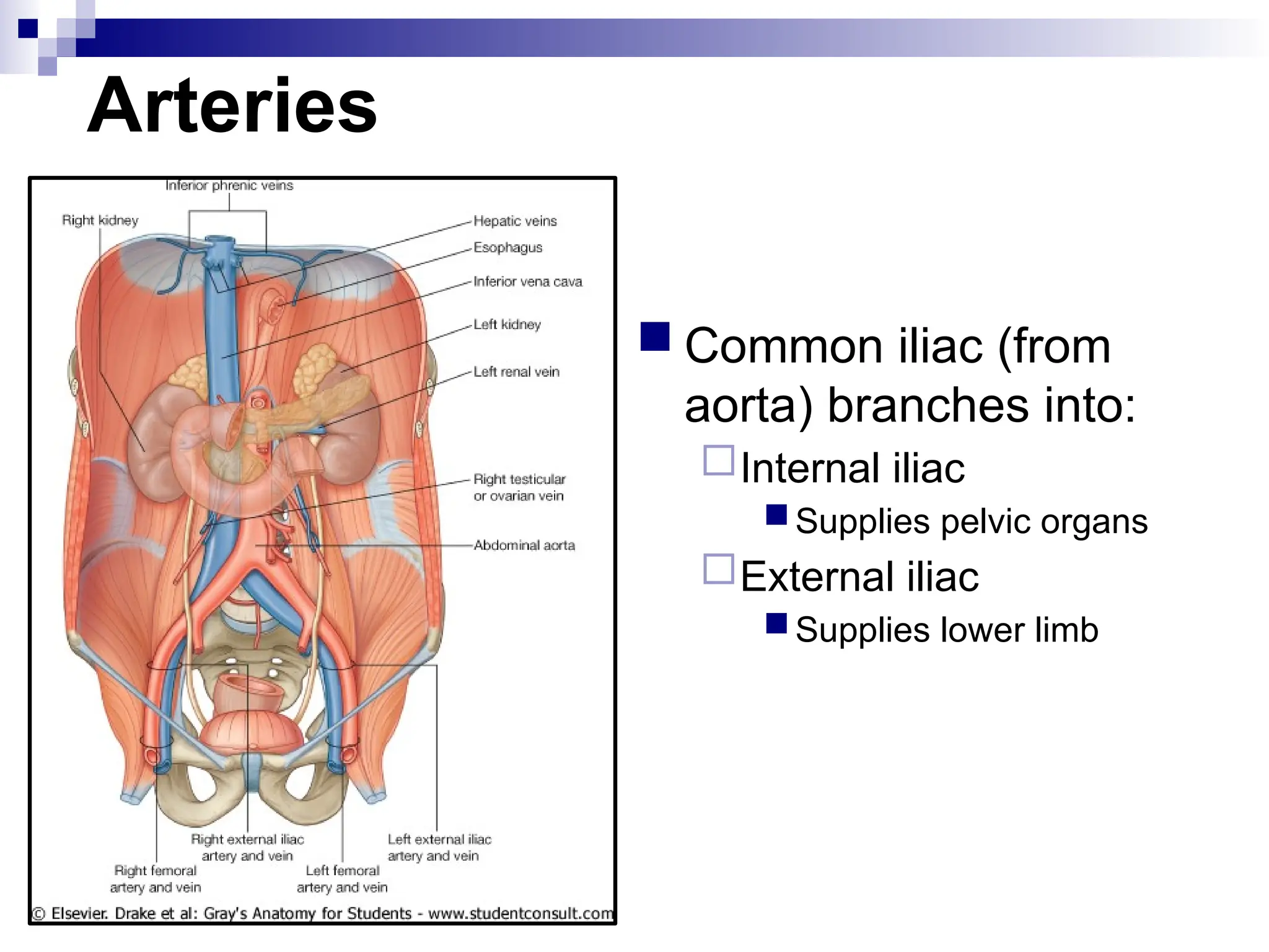 Arteries
 Common iliac (from
aorta) branches into:
Internal iliac
Supplies pelvic organs
External iliac
Supplies lower limb
 