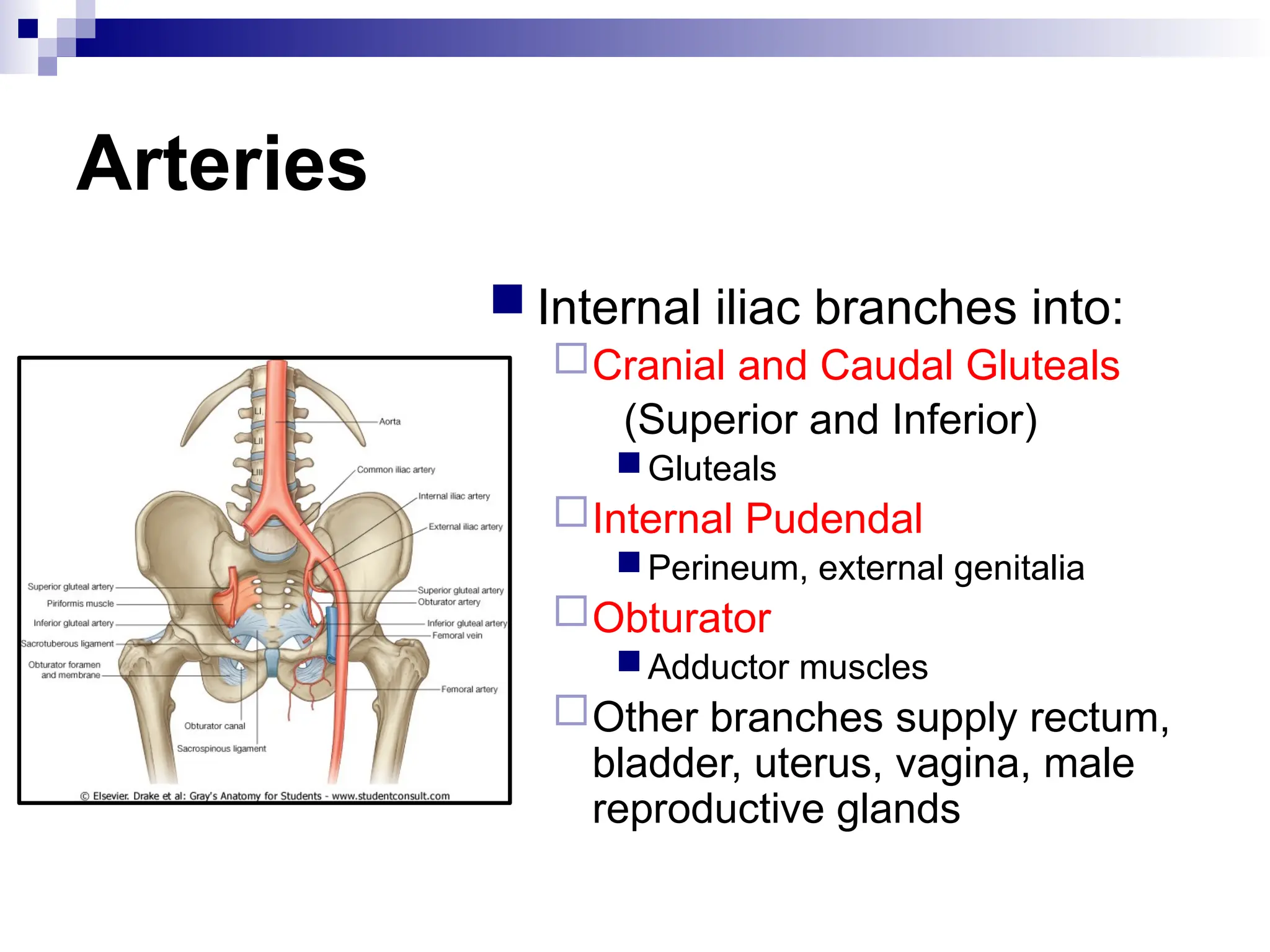 Arteries
 Internal iliac branches into:
Cranial and Caudal Gluteals
(Superior and Inferior)
Gluteals
Internal Pudendal
Perineum, external genitalia
Obturator
Adductor muscles
Other branches supply rectum,
bladder, uterus, vagina, male
reproductive glands
 