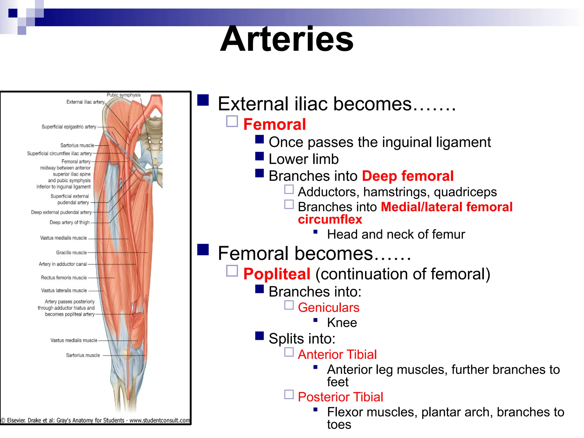 Arteries
 External iliac becomes…….
 Femoral
 Once passes the inguinal ligament
 Lower limb
 Branches into Deep femoral
 Adductors, hamstrings, quadriceps
 Branches into Medial/lateral femoral
circumflex
 Head and neck of femur
 Femoral becomes……
 Popliteal (continuation of femoral)
 Branches into:
 Geniculars
 Knee
 Splits into:
 Anterior Tibial
 Anterior leg muscles, further branches to
feet
 Posterior Tibial
 Flexor muscles, plantar arch, branches to
toes
 