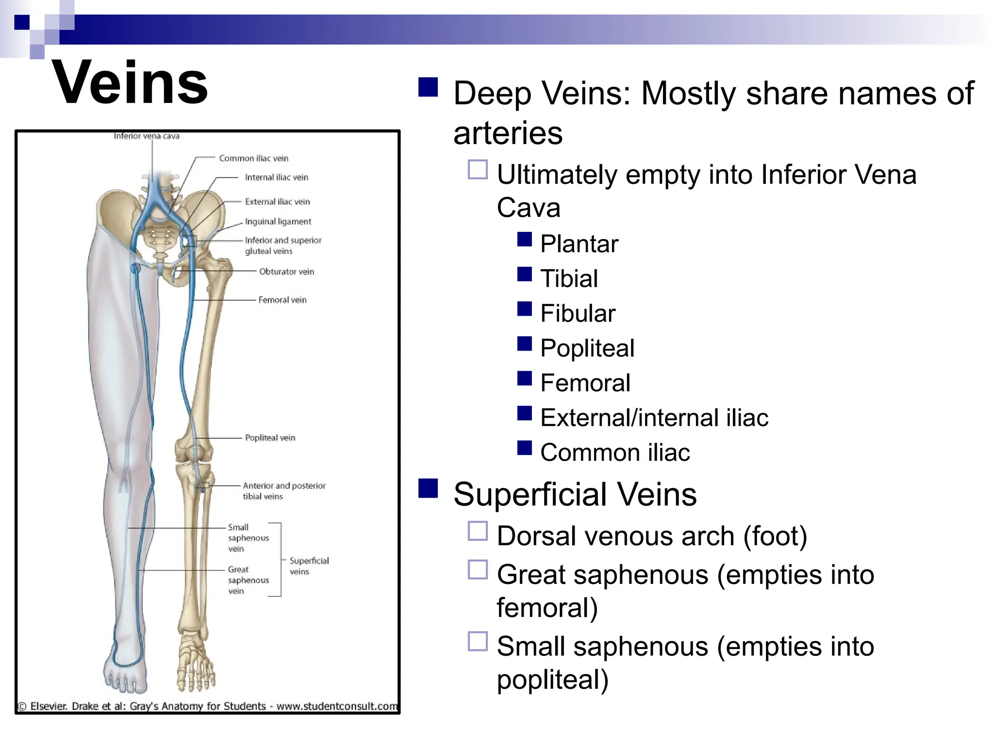 Veins  Deep Veins: Mostly share names of
arteries
 Ultimately empty into Inferior Vena
Cava
 Plantar
 Tibial
 Fibular
 Popliteal
 Femoral
 External/internal iliac
 Common iliac
 Superficial Veins
 Dorsal venous arch (foot)
 Great saphenous (empties into
femoral)
 Small saphenous (empties into
popliteal)
 