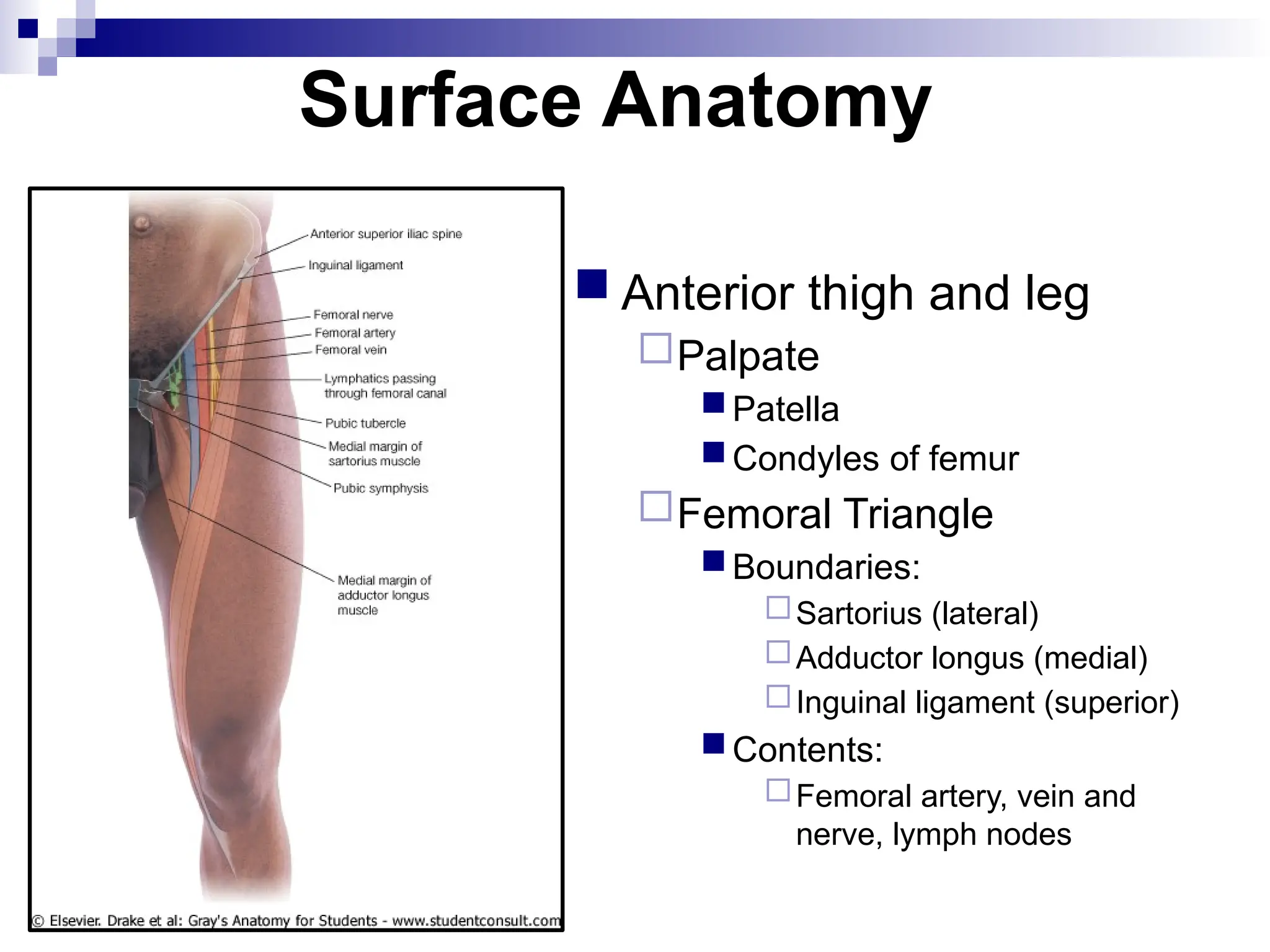 Surface Anatomy
 Anterior thigh and leg
Palpate
Patella
Condyles of femur
Femoral Triangle
Boundaries:
Sartorius (lateral)
Adductor longus (medial)
Inguinal ligament (superior)
Contents:
Femoral artery, vein and
nerve, lymph nodes
 