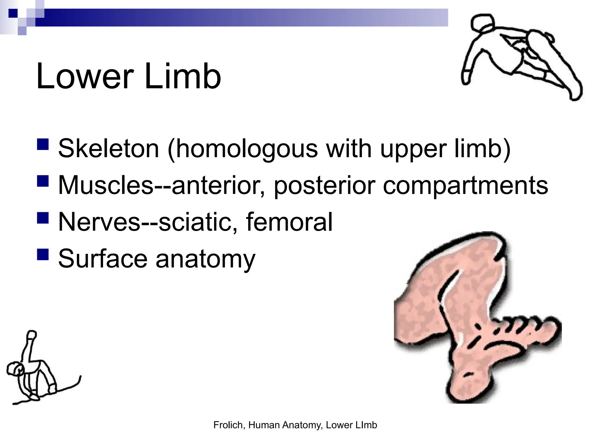 Frolich, Human Anatomy, Lower LImb
Lower Limb
 Skeleton (homologous with upper limb)
 Muscles--anterior, posterior compartments
 Nerves--sciatic, femoral
 Surface anatomy
 