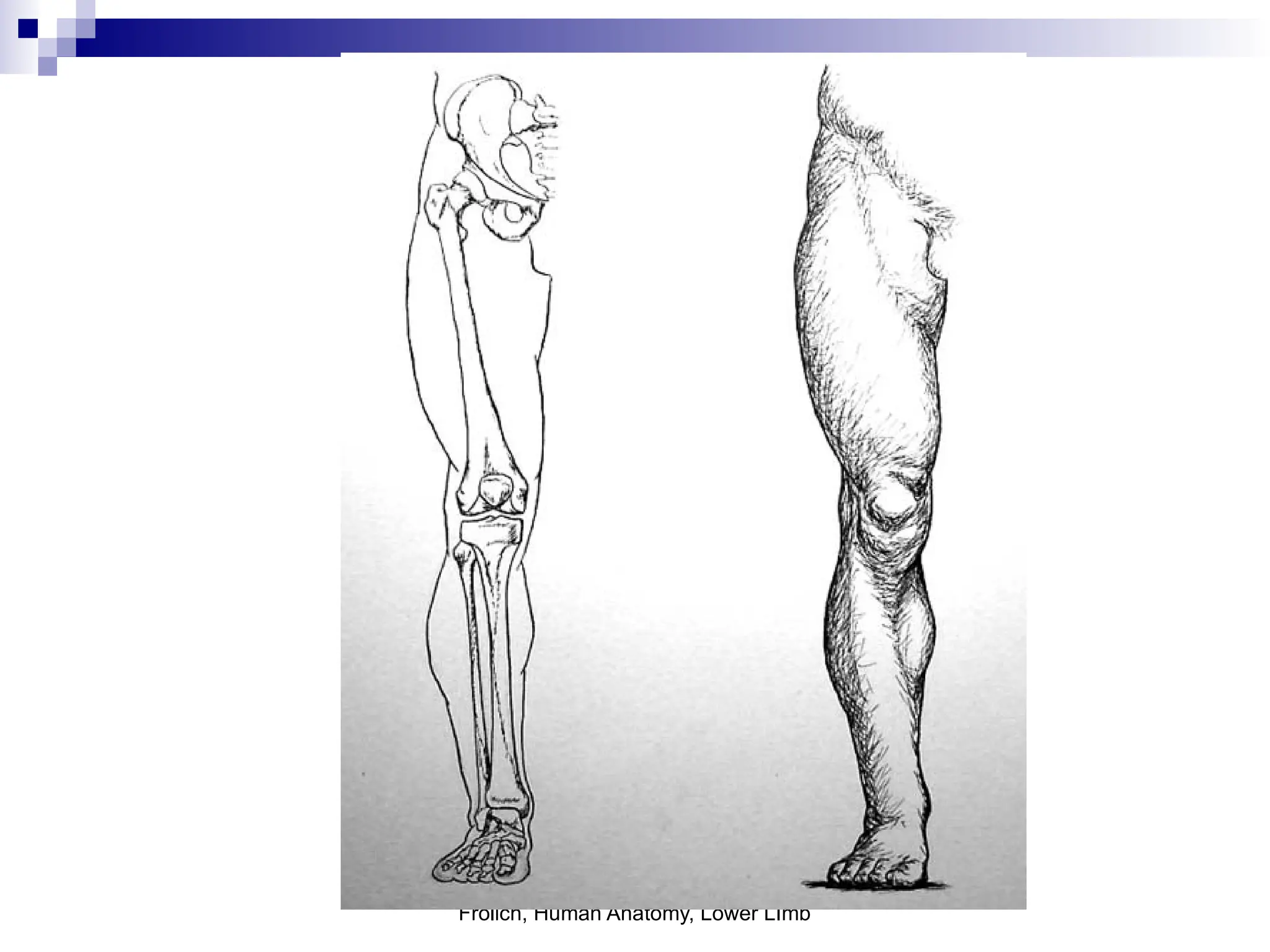 Frolich, Human Anatomy, Lower LImb
 