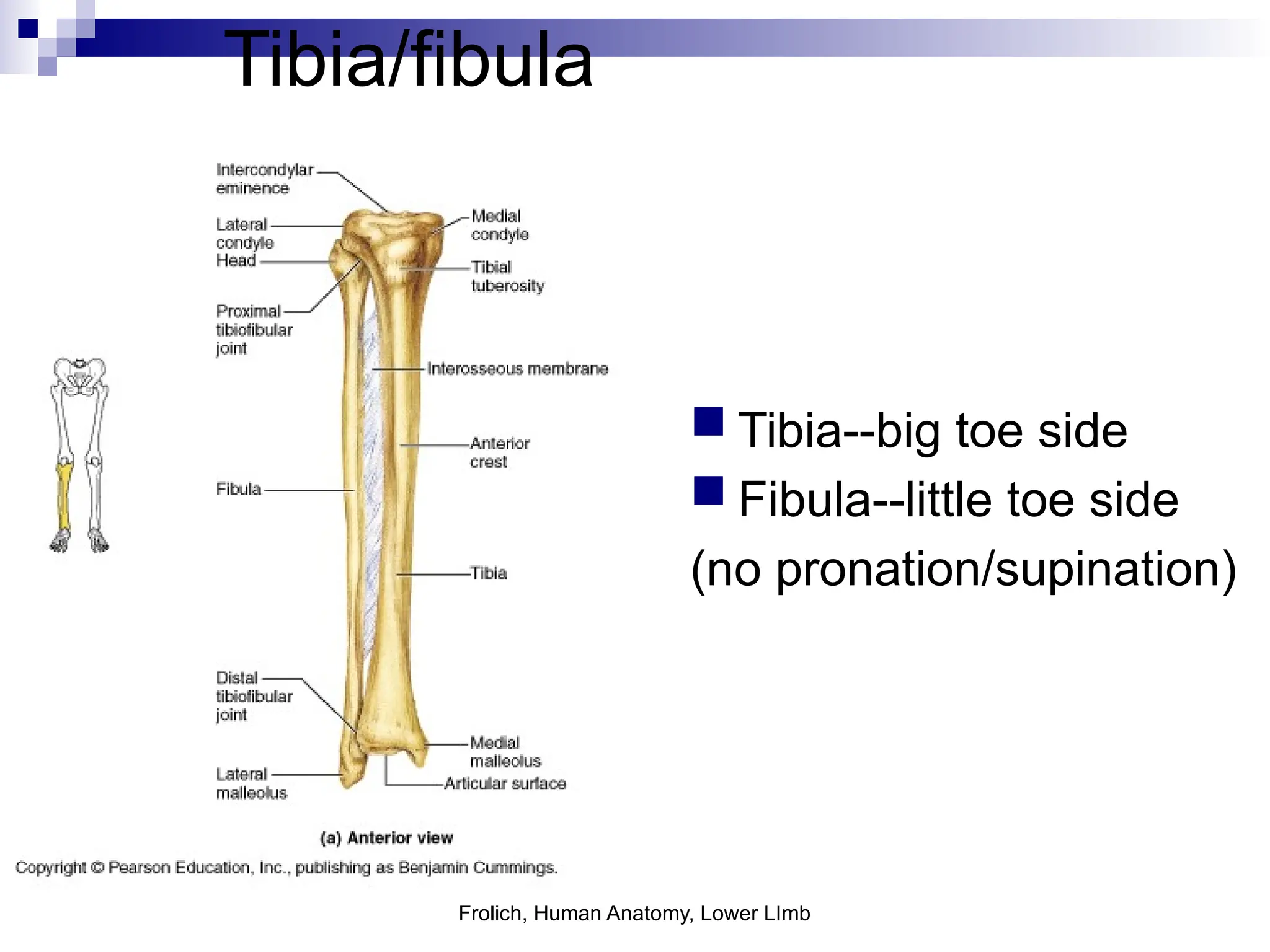 Frolich, Human Anatomy, Lower LImb
Tibia/fibula
 Tibia--big toe side
 Fibula--little toe side
(no pronation/supination)
 
