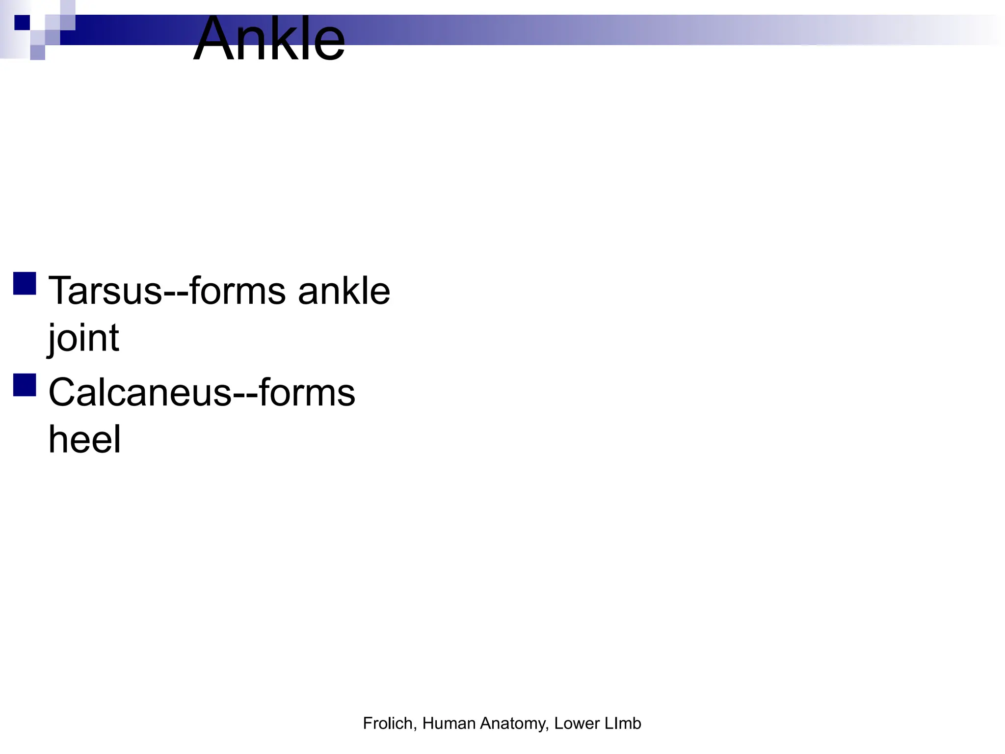 Frolich, Human Anatomy, Lower LImb
Ankle
 Tarsus--forms ankle
joint
 Calcaneus--forms
heel
 