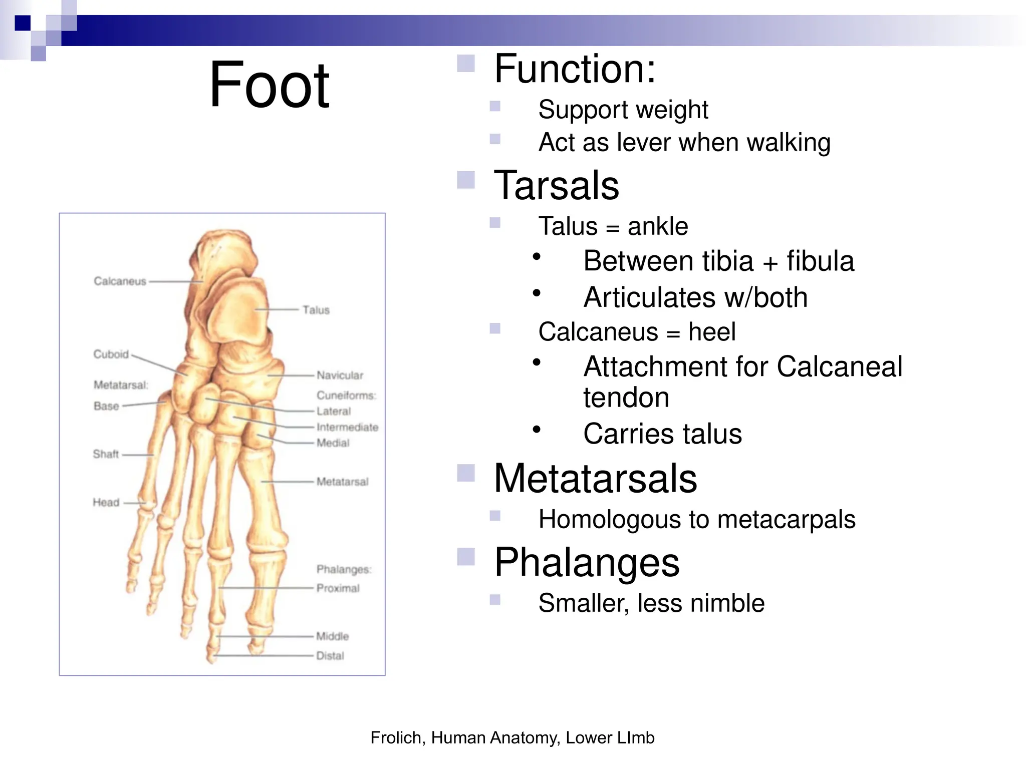 Frolich, Human Anatomy, Lower LImb
Foot
 Function:
 Support weight
 Act as lever when walking
 Tarsals
 Talus = ankle
• Between tibia + fibula
• Articulates w/both
 Calcaneus = heel
• Attachment for Calcaneal
tendon
• Carries talus
 Metatarsals
 Homologous to metacarpals
 Phalanges
 Smaller, less nimble
 
