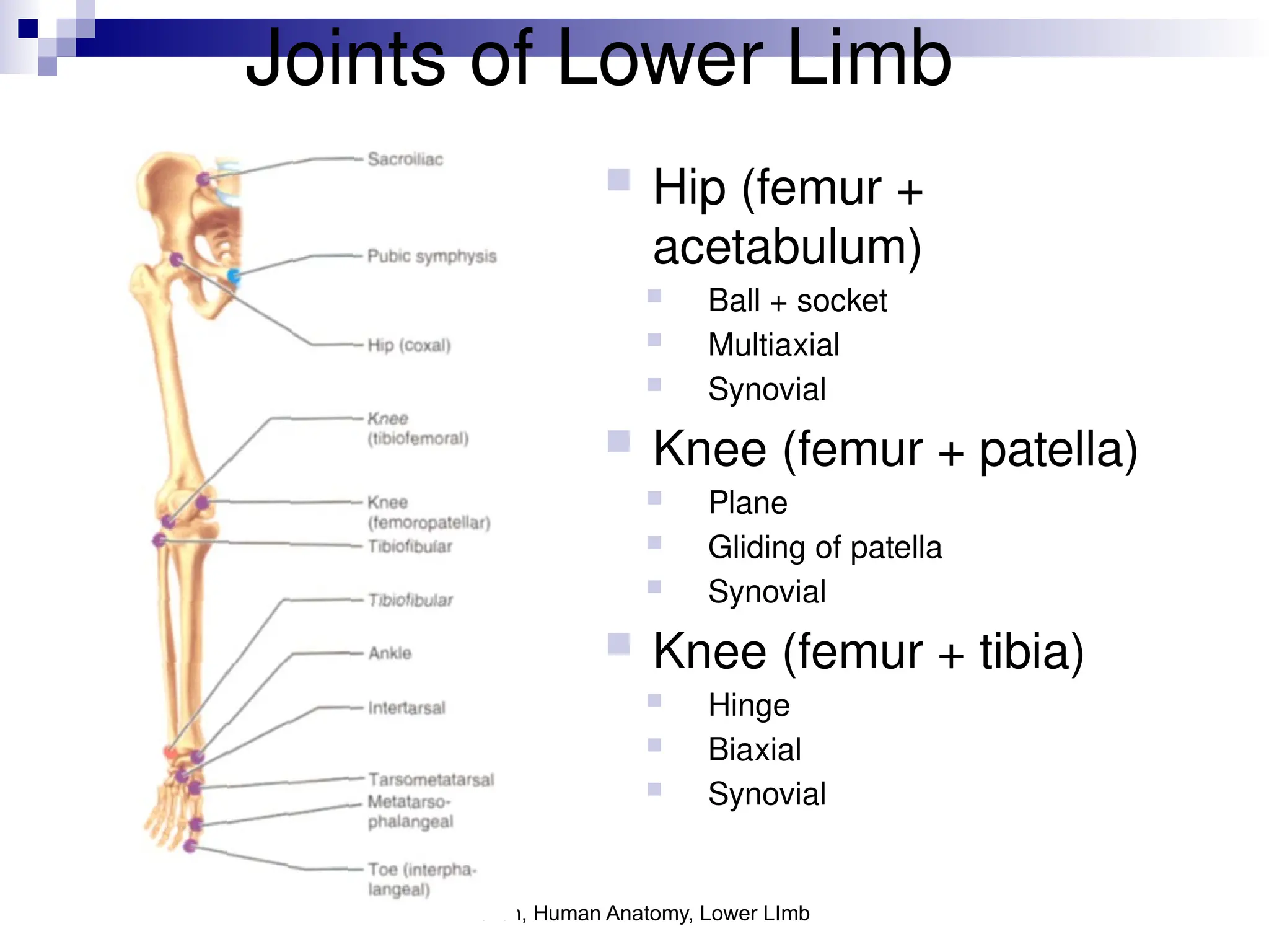 Frolich, Human Anatomy, Lower LImb
Joints of Lower Limb
 Hip (femur +
acetabulum)
 Ball + socket
 Multiaxial
 Synovial
 Knee (femur + patella)
 Plane
 Gliding of patella
 Synovial
 Knee (femur + tibia)
 Hinge
 Biaxial
 Synovial
 