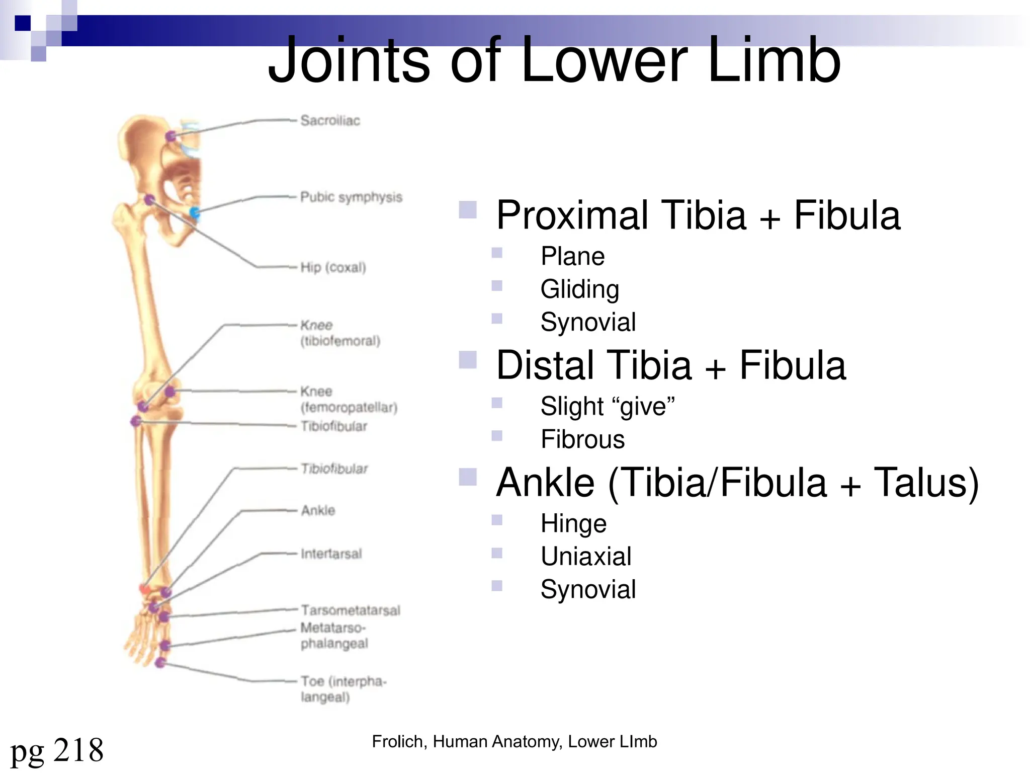 Frolich, Human Anatomy, Lower LImb
Joints of Lower Limb
 Proximal Tibia + Fibula
 Plane
 Gliding
 Synovial
 Distal Tibia + Fibula
 Slight “give”
 Fibrous
 Ankle (Tibia/Fibula + Talus)
 Hinge
 Uniaxial
 Synovial
pg 218
 