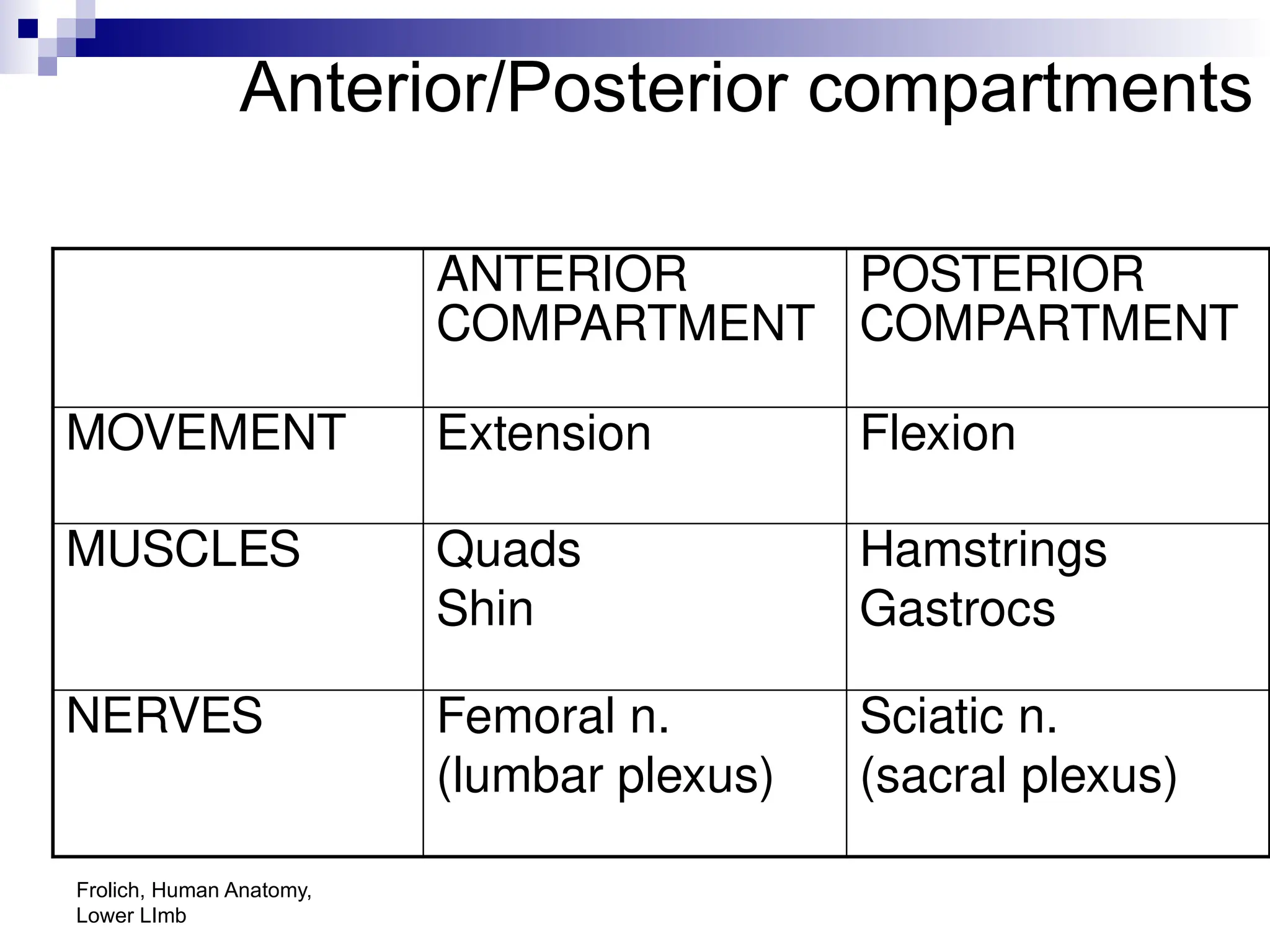 Frolich, Human Anatomy,
Lower LImb
Anterior/Posterior compartments
ANTERIOR
COMPARTMENT
POSTERIOR
COMPARTMENT
MOVEMENT Extension Flexion
MUSCLES Quads
Shin
Hamstrings
Gastrocs
NERVES Femoral n.
(lumbar plexus)
Sciatic n.
(sacral plexus)
 