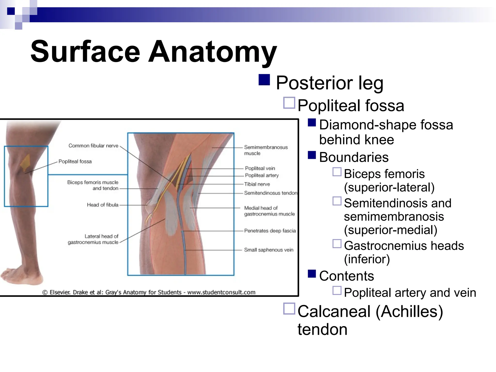 Surface Anatomy
 Posterior leg
Popliteal fossa
Diamond-shape fossa
behind knee
Boundaries
Biceps femoris
(superior-lateral)
Semitendinosis and
semimembranosis
(superior-medial)
Gastrocnemius heads
(inferior)
Contents
Popliteal artery and vein
Calcaneal (Achilles)
tendon
 