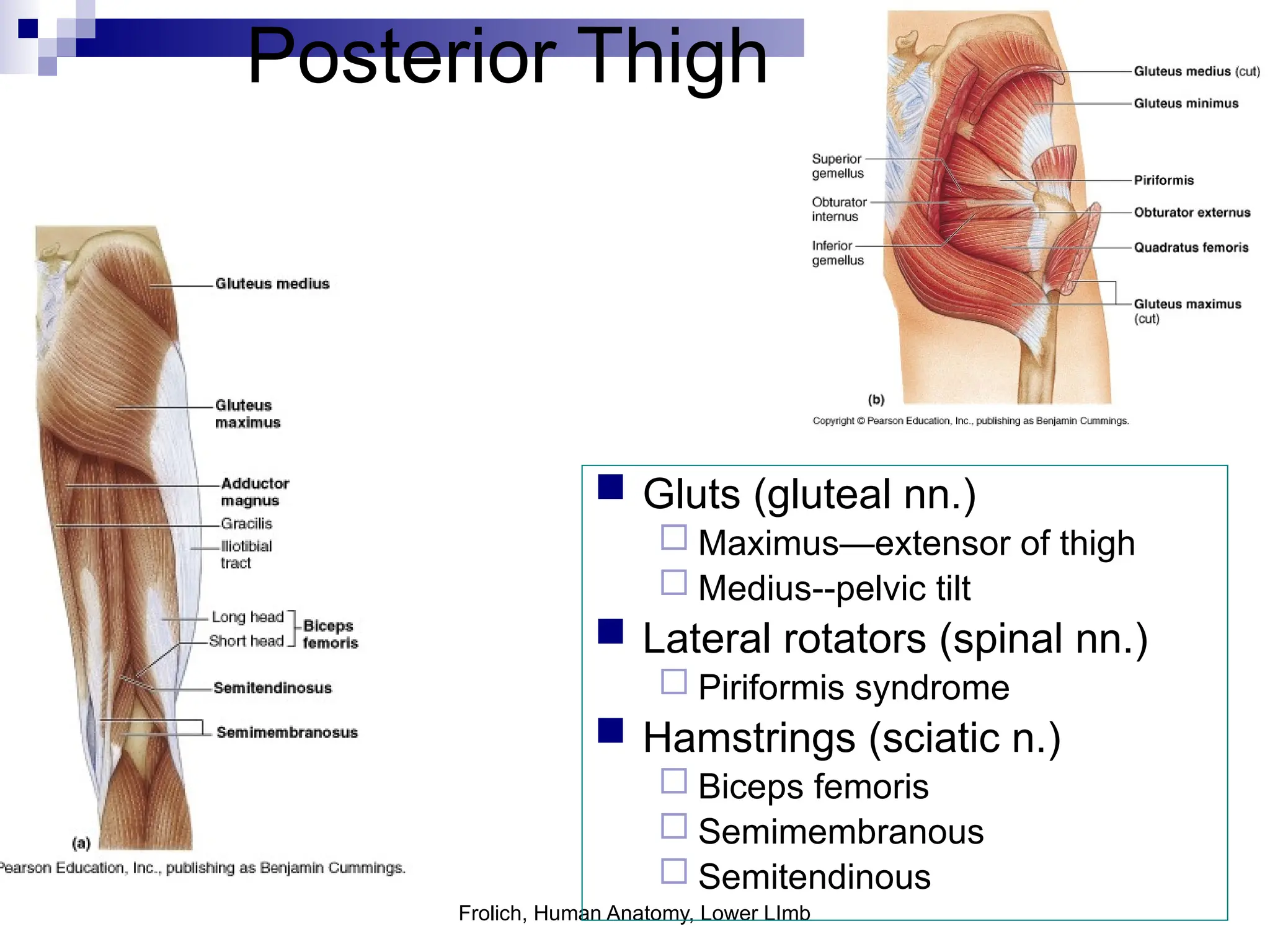 Frolich, Human Anatomy, Lower LImb
Posterior Thigh
 Gluts (gluteal nn.)
 Maximus—extensor of thigh
 Medius--pelvic tilt
 Lateral rotators (spinal nn.)
 Piriformis syndrome
 Hamstrings (sciatic n.)
 Biceps femoris
 Semimembranous
 Semitendinous
 
