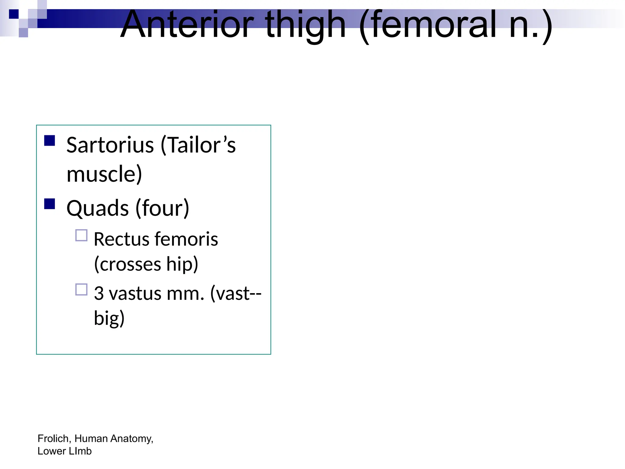 Frolich, Human Anatomy,
Lower LImb
Anterior thigh (femoral n.)
 Sartorius (Tailor’s
muscle)
 Quads (four)
 Rectus femoris
(crosses hip)
 3 vastus mm. (vast--
big)
 