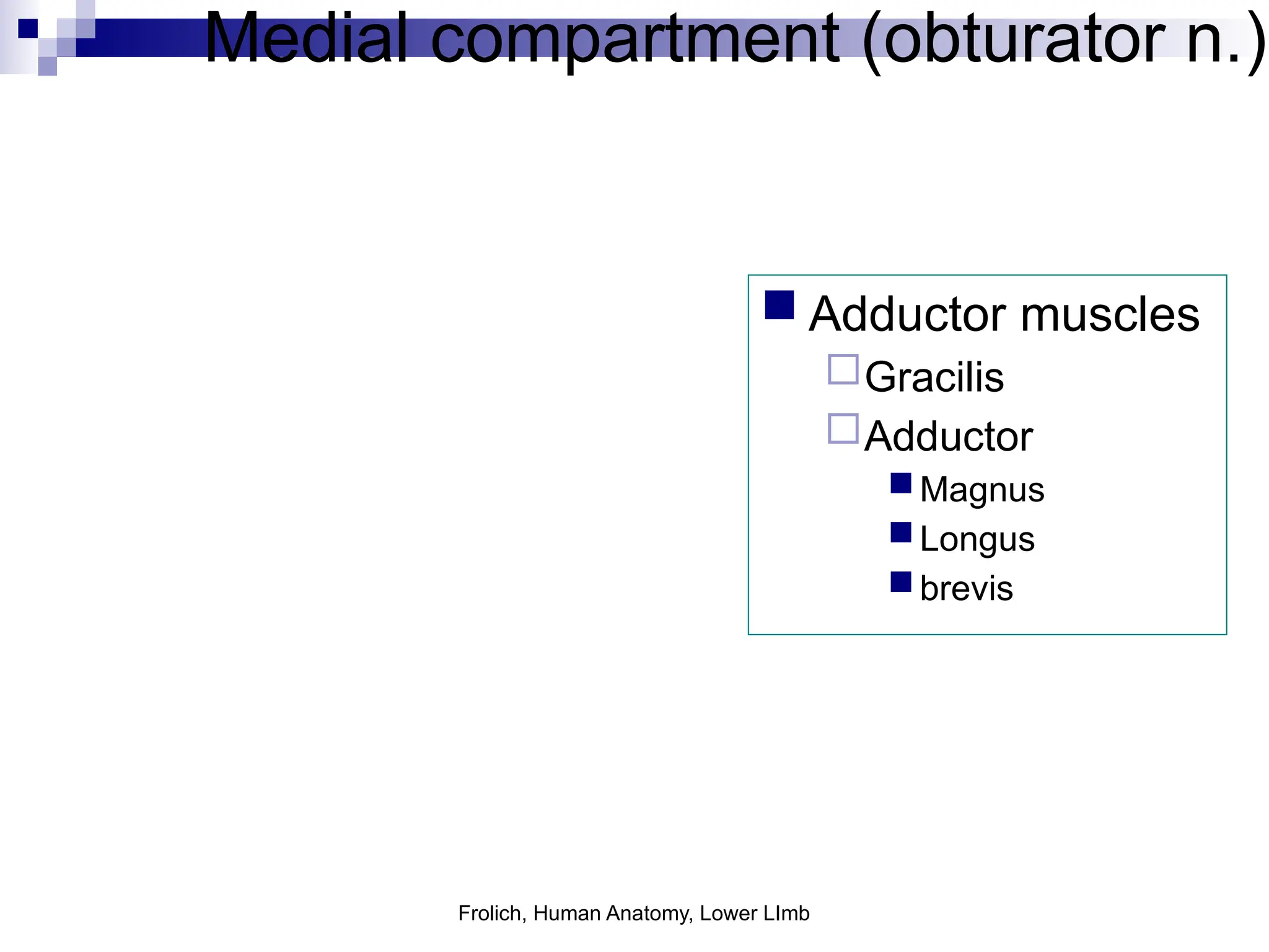 Frolich, Human Anatomy, Lower LImb
Medial compartment (obturator n.)
 Adductor muscles
Gracilis
Adductor
Magnus
Longus
brevis
 