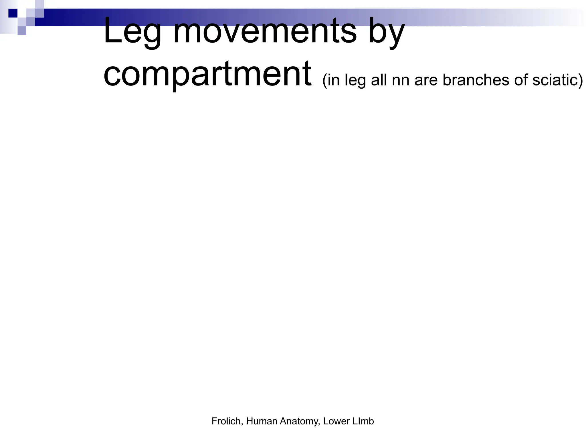 Frolich, Human Anatomy, Lower LImb
Leg movements by
compartment (in leg all nn are branches of sciatic)
 