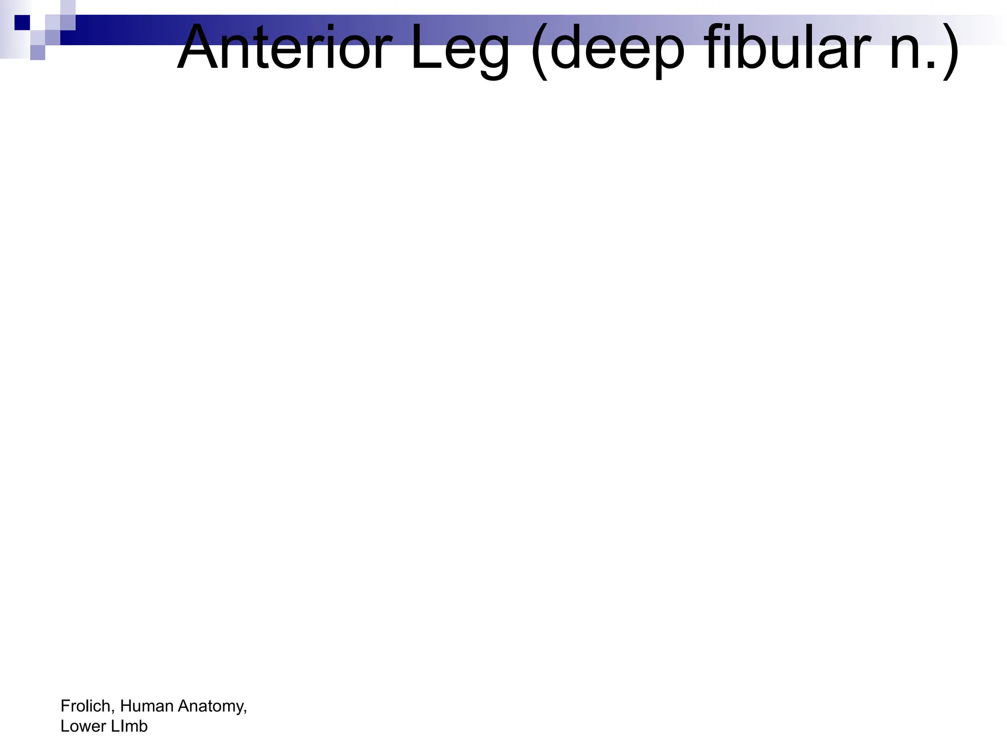 Frolich, Human Anatomy,
Lower LImb
Anterior Leg (deep fibular n.)
 