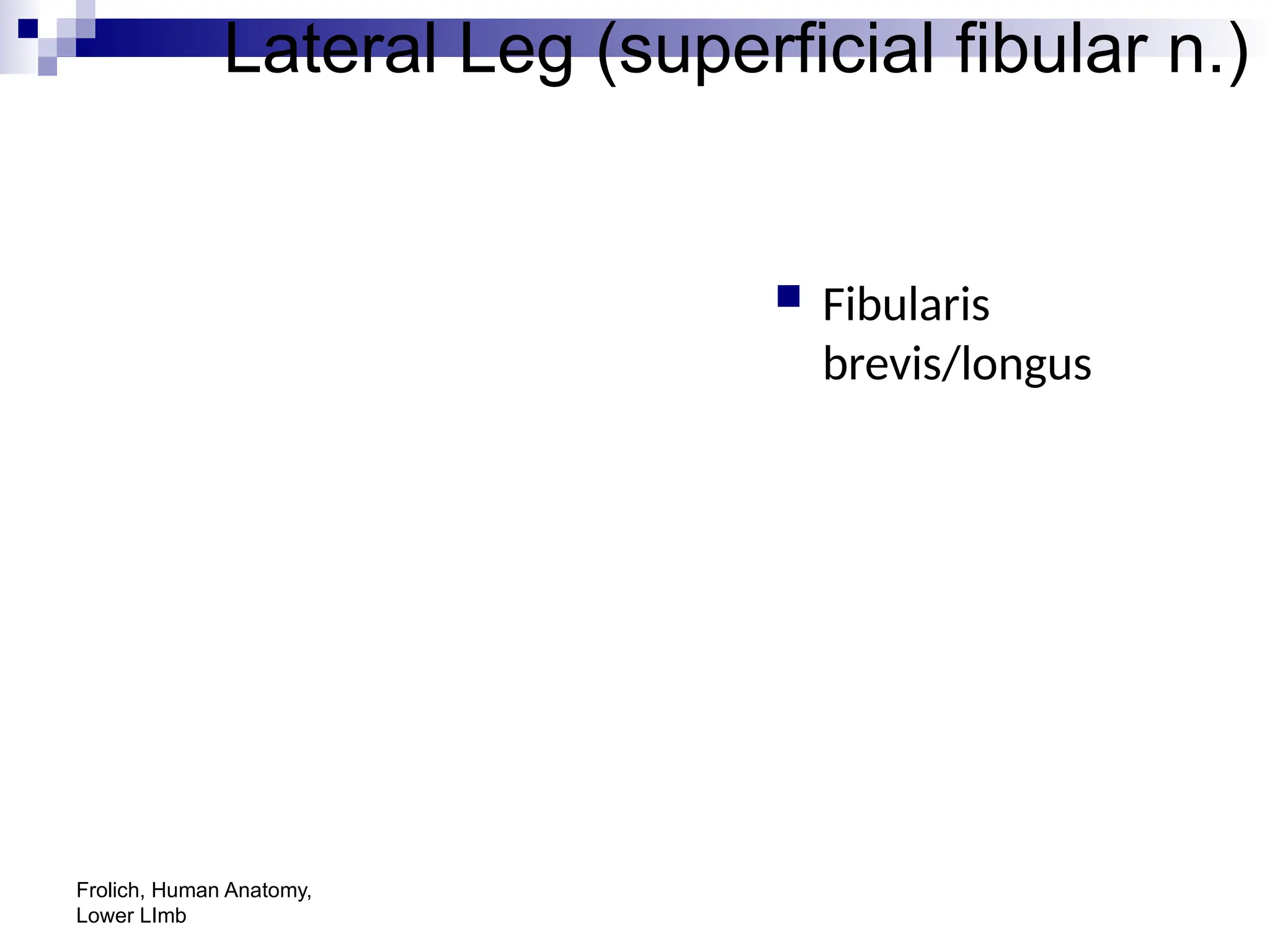 Frolich, Human Anatomy,
Lower LImb
Lateral Leg (superficial fibular n.)
 Fibularis
brevis/longus
 