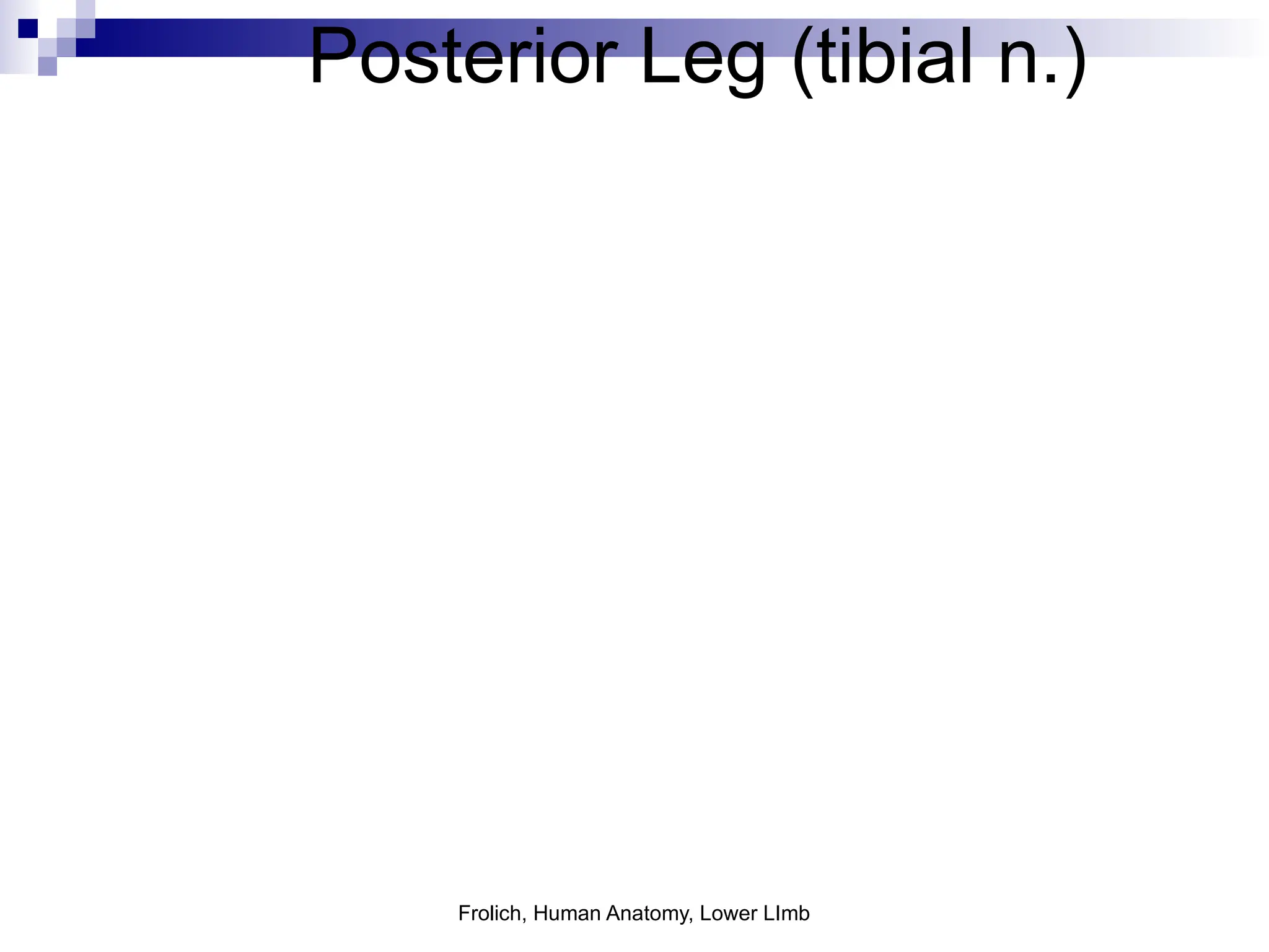 Frolich, Human Anatomy, Lower LImb
Posterior Leg (tibial n.)
 