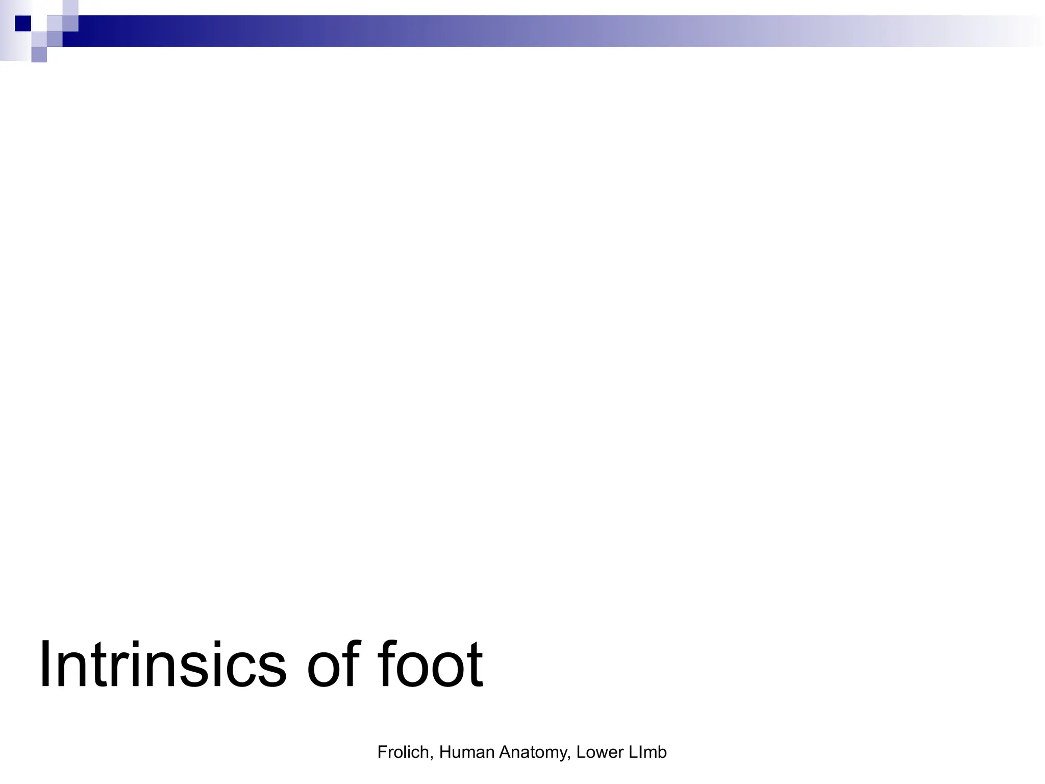 Frolich, Human Anatomy, Lower LImb
Intrinsics of foot
 
