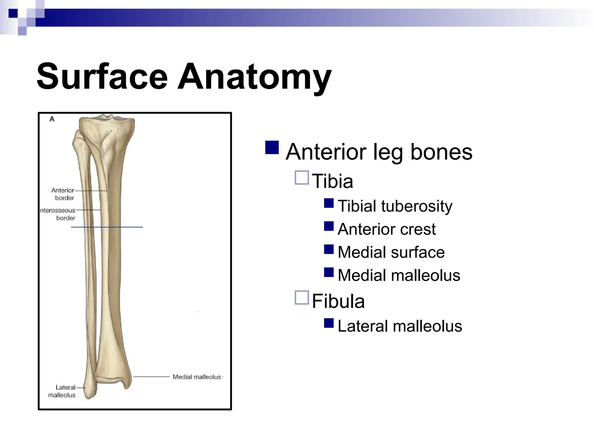 Surface Anatomy
 Anterior leg bones
Tibia
Tibial tuberosity
Anterior crest
Medial surface
Medial malleolus
Fibula
Lateral malleolus
 