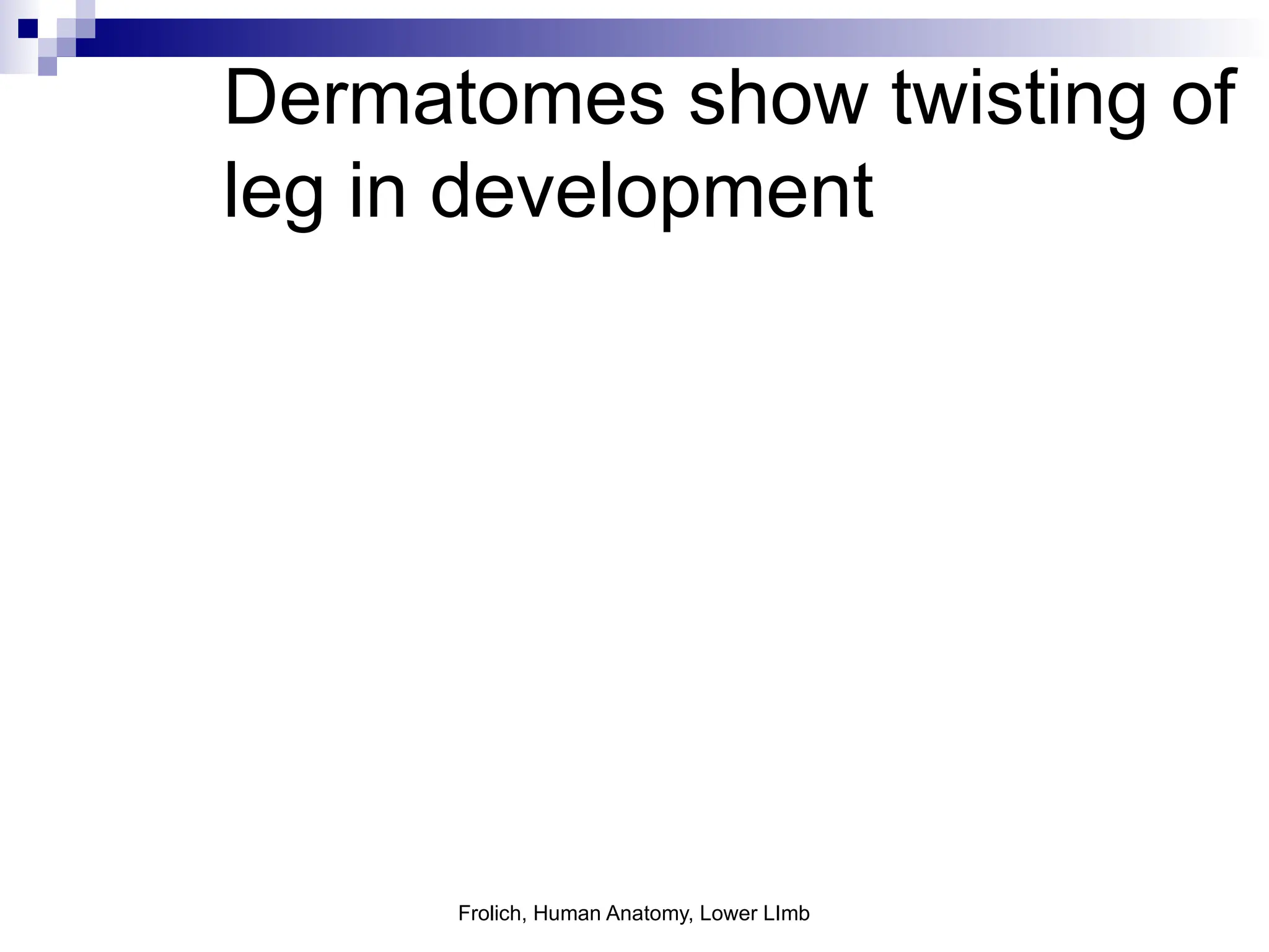 Frolich, Human Anatomy, Lower LImb
Dermatomes show twisting of
leg in development
 