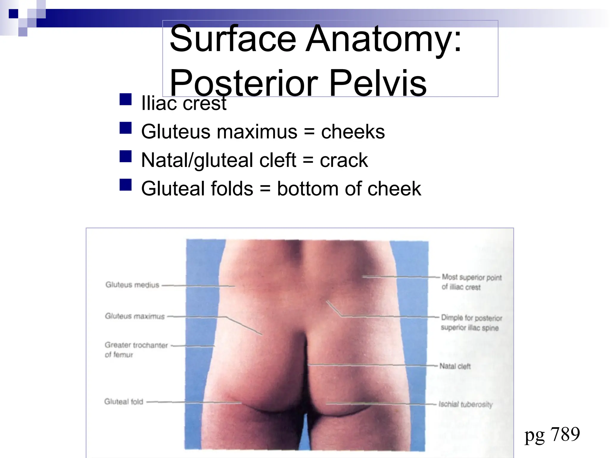 Frolich, Human Anatomy, Lower LImb
Surface Anatomy:
Posterior Pelvis
 Iliac crest
 Gluteus maximus = cheeks
 Natal/gluteal cleft = crack
 Gluteal folds = bottom of cheek
pg 789
 