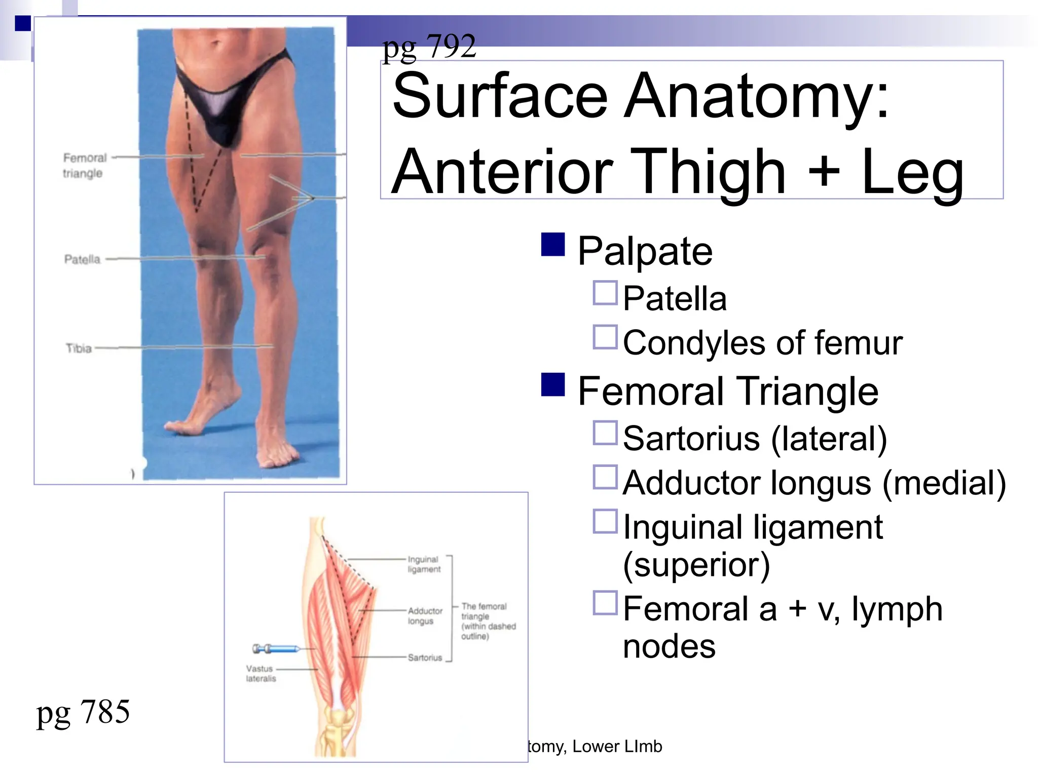Frolich, Human Anatomy, Lower LImb
Surface Anatomy:
Anterior Thigh + Leg
 Palpate
Patella
Condyles of femur
 Femoral Triangle
Sartorius (lateral)
Adductor longus (medial)
Inguinal ligament
(superior)
Femoral a + v, lymph
nodes
pg 785
pg 792
 
