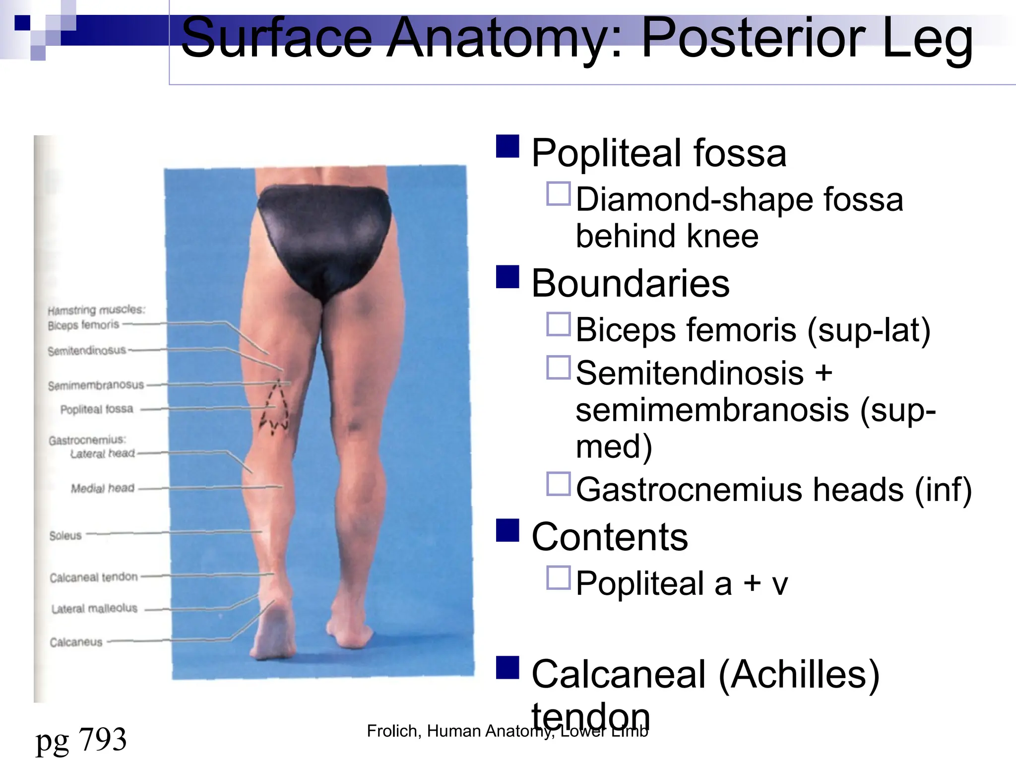 Frolich, Human Anatomy, Lower LImb
Surface Anatomy: Posterior Leg
 Popliteal fossa
Diamond-shape fossa
behind knee
 Boundaries
Biceps femoris (sup-lat)
Semitendinosis +
semimembranosis (sup-
med)
Gastrocnemius heads (inf)
 Contents
Popliteal a + v
 Calcaneal (Achilles)
tendon
pg 793
 