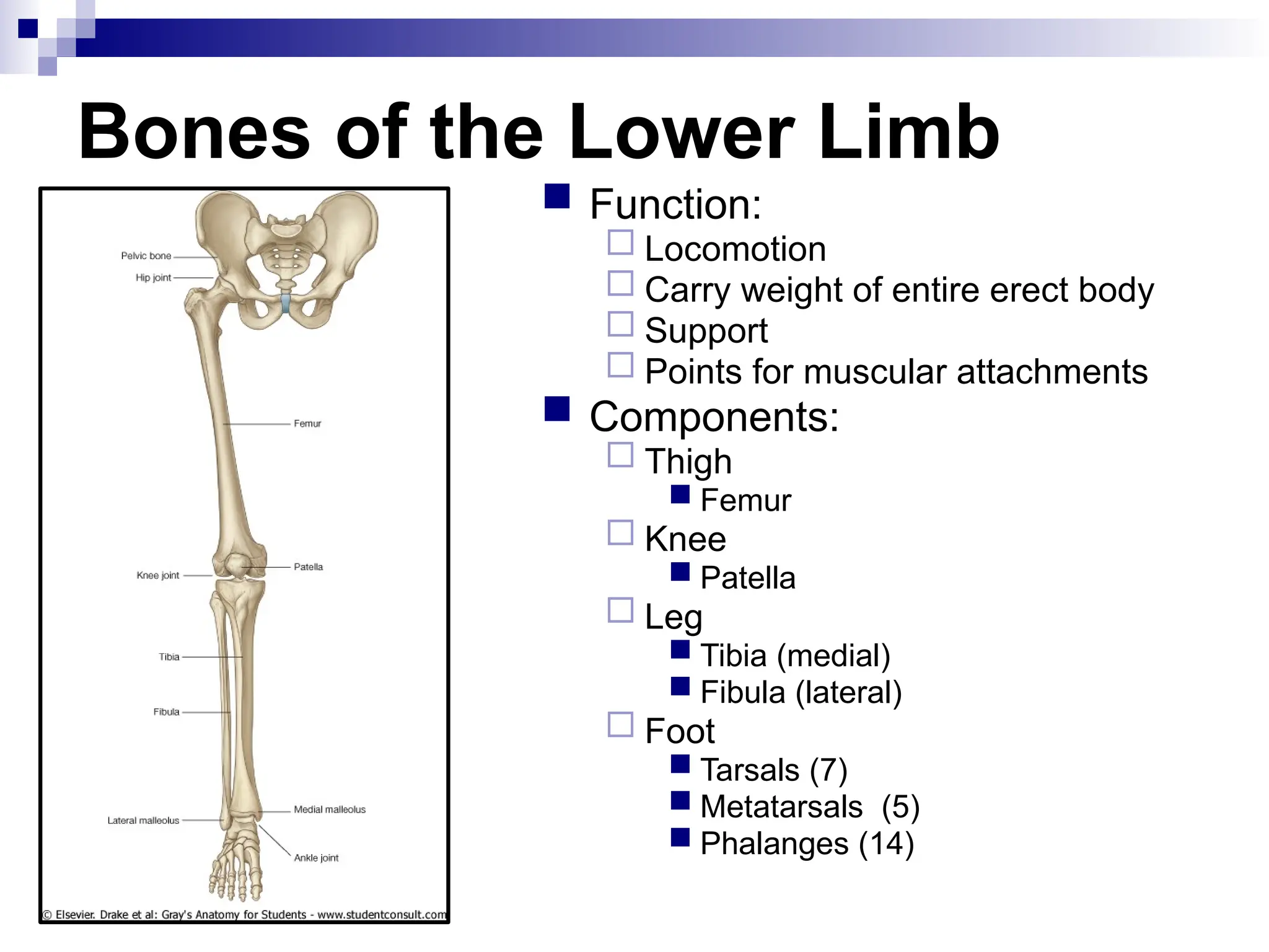 Bones of the Lower Limb
 Function:
 Locomotion
 Carry weight of entire erect body
 Support
 Points for muscular attachments
 Components:
 Thigh
 Femur
 Knee
 Patella
 Leg
 Tibia (medial)
 Fibula (lateral)
 Foot
 Tarsals (7)
 Metatarsals (5)
 Phalanges (14)
 