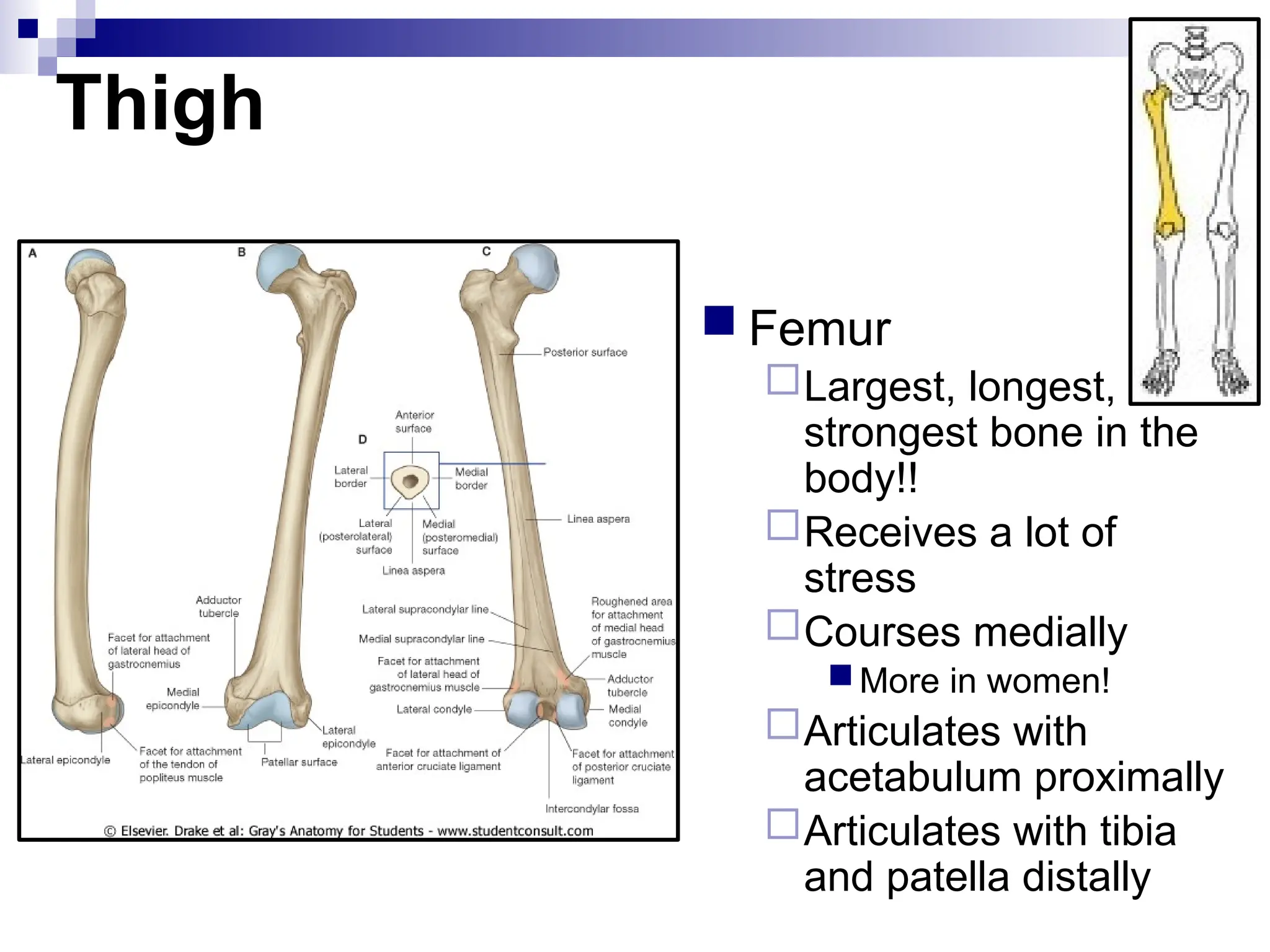 Thigh
 Femur
Largest, longest,
strongest bone in the
body!!
Receives a lot of
stress
Courses medially
More in women!
Articulates with
acetabulum proximally
Articulates with tibia
and patella distally
 